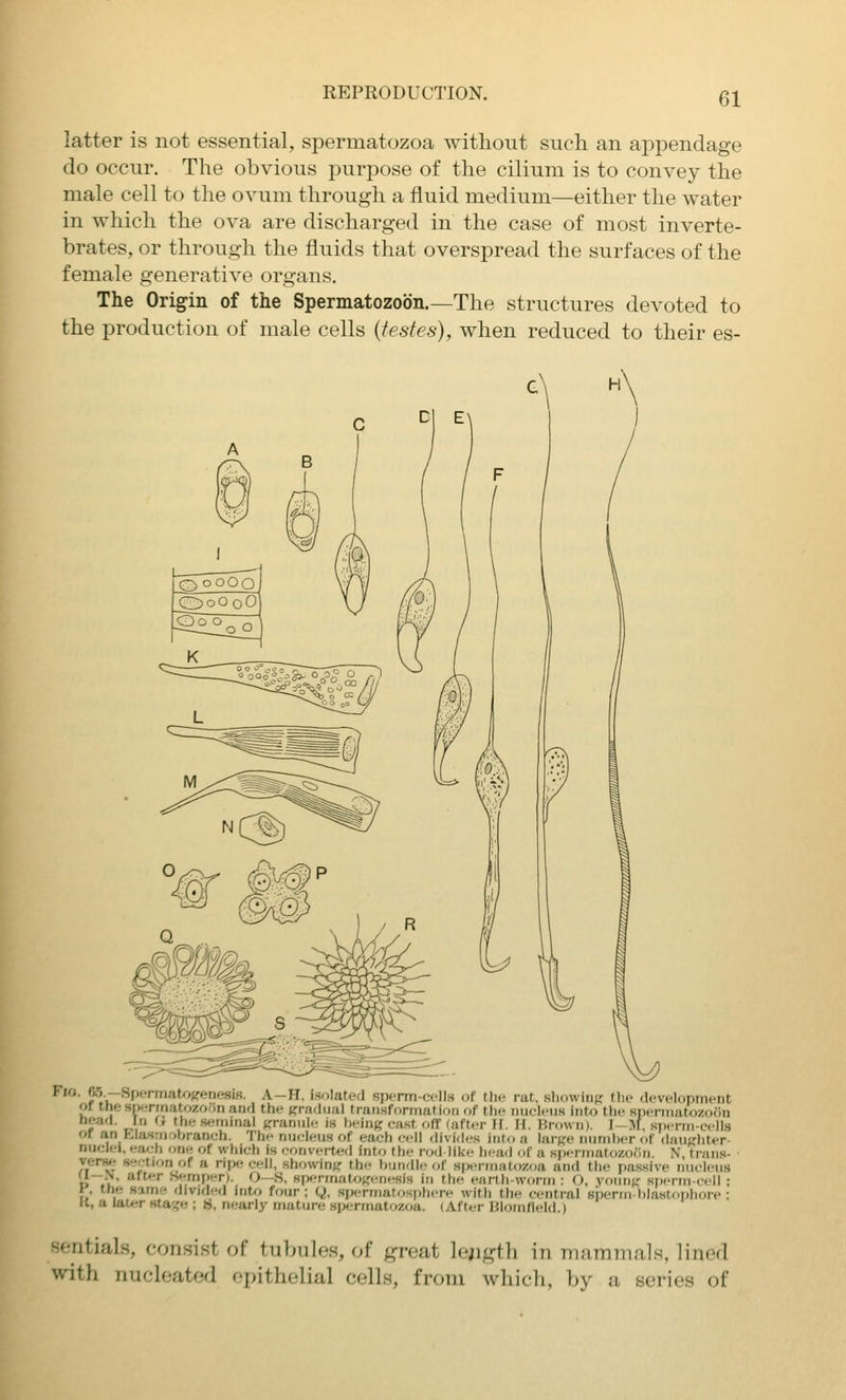 latter is not essential, spermatozoa without such, an appendage do occur. The obvious purpose of the cilium is to convey the male cell to the ovum through a fluid medium—either the water in which the ova are discharged in the case of most inverte- brates, or through the fluids that overspread the surfaces of the female generative organs. The Origin of the Spermatozoon.—The structures devoted to the production of male cells (testes), when reduced to their es- G5.—Spermatogenesis. A—H, isolated spcrm-ccllH of tlie rut, sliowiuj; the development of the spermatozoon and the <?radual transformation of tli<- niiclciiH inUy the spermatozoon , J, ^ semmal granule is heing (;ast off (afti-r li. fl. l!rown). I- M, sperm-cells or an P,lasrnf)ljranch. Thf nucleus of each cell divides into a large number of daughter- nuclei, each one of which is converted into the rod like head of a spermatozoon. N, traiis- v-erse section of a ripe cell, .showing the bundle of sijermatozoa and the pa.ssive nucleus i~t\.' * Semper). O—S, HrxTinatogenesis in the earth-worm : O, young sperm-cell ; K. the same divided intr» four ; Q, siK-rmatosphere with the central sperm blastoijhore ; K, a later Hta-,'e ; 8, nearly mature sp(;rmatozoa. (After lilomfleld.) sentials, consist of tubules, of great Iciigth in mammals, lined with nucleated epithelial cells, from which, by a series of