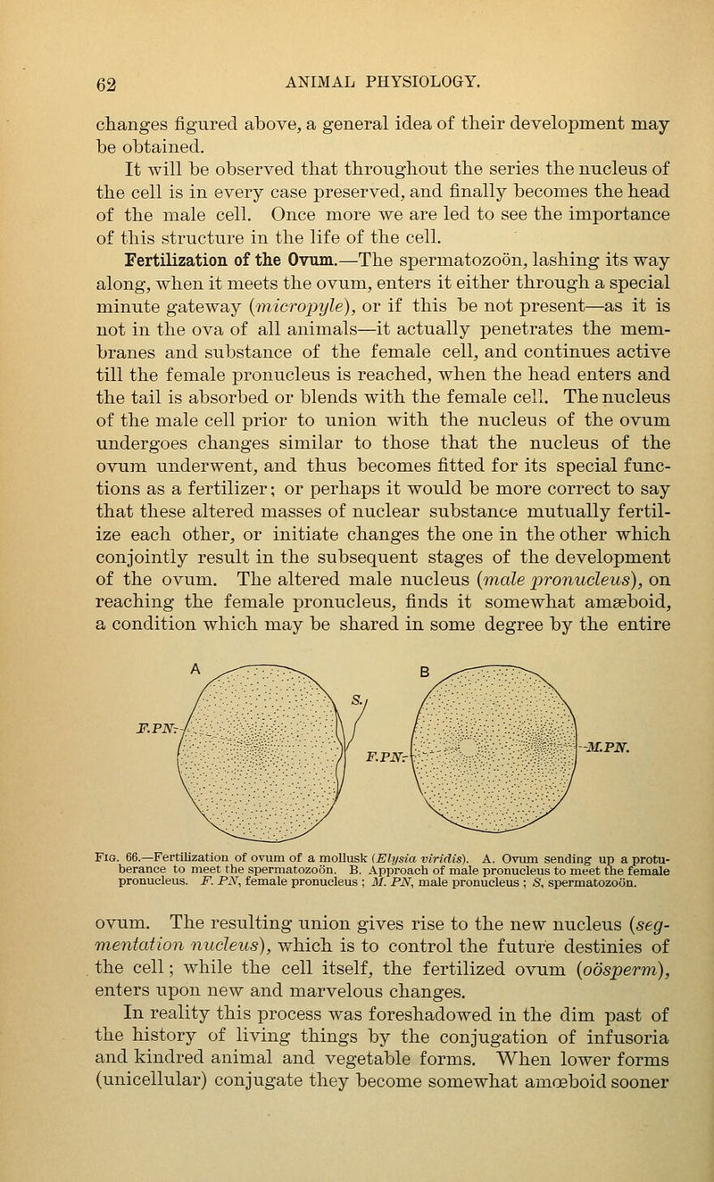 changes figured above, a general idea of their development may be obtained. It will be observed that throughout the series the nucleus of the cell is in every case preserved, and finally becomes the head of the male cell. Once more we are led to see the importance of this structure in the life of the cell. Fertilization of the Ovum.—The spermatozoon, lashing its way along, when it meets the ovum, enters it either through a special minute gateway {micropyle), or if this be not present—as it is not in the ova of all animals—it actually penetrates the mem- branes and substance of the female cell, and continues active till the female pronucleus is reached, when the head enters and the tail is absorbed or blends with the female cell. The nucleus of the male cell prior to union with the nucleus of the ovum undergoes changes similar to those that the nucleus of the ovum underwent, and thus becomes fitted for its special func- tions as a fertilizer; or perhaps it would be more correct to say that these altered masses of nuclear substance mutually fertil- ize each other, or initiate changes the one in the other which conjointly result in the subsequent stages of the development of the ovum. The altered male nucleus {male 'pronucleus), on reaching the female pronucleus, finds it somewhat amseboid, a condition which may be shared in some degree by the entire F.PNr-, __. -M.PN. F.PNt Fig. 66.—Fertilization of ovum of a mollusk (Elysia viridis). A. Ovum sending up a protu- berance to meet the spermatozoon. B. Approach of male pronucleus to meet the female pronucleus. F. PN, female pronucleus ; M. PN, male pronucleus ; S, spermatozoon. ovum. The resulting union gives rise to the new nucleus {seg- mentation nucleus), which is to control the future destinies of the cell; while the cell itself, the fertilized ovum {oosperm), enters upon new and marvelous changes. In reality this process was foreshadowed in the dim past of the history of living things by the conjugation of infusoria and kindred animal and vegetable forms. When lower forms (unicellular) conjugate they become somewhat amoeboid sooner