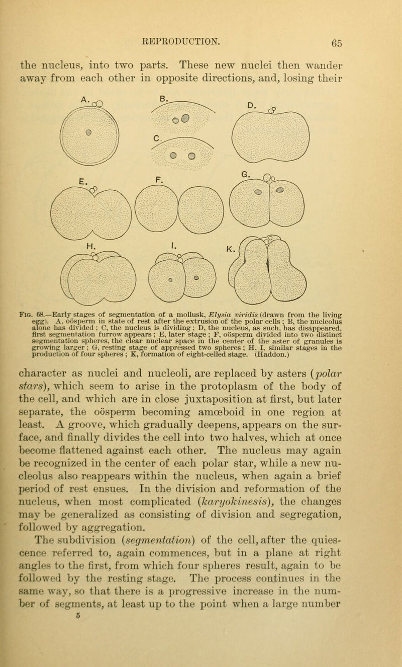 the nucleus, into two parts. These new nuclei then wander away from each other in opposite directions, and, losing their Fig. 68.—Early stages of segmentation of a mollusk, Elysia viridis (drawn from the living egg). A, oosperm in state of rest after the extrusion of the polar cells ; B, the nucleolus alone has divided : C, the nucleus is dividing ; D, the nucleus, as such, has disappeared, first segmentation furrow appears ; E, later stage; F, oosperm divided into two distinct segmentation spheres, the clear nuclear space in the center of the aster of granules is growing larger ; G, resting stage of appressed two spheres ; H, I, similar stages in the production of four spheres ; K, formation of eight-celled stage. (Haddon.) character as nuclei and nucleoli, are replaced by asters {polar stars), which seem to arise in the protoplasm of the body of the cell, and which are in close juxtaposition at first, but later separate, the oosperm becoming amoeboid in one region at least. A groove, which gradually deepens, appears on the sur- face, and finally divides the cell into two halves, which at once become flattened against each other. The nucleus may again be recognized in the center of each jjolar star, while a new nu- cleolus also reappears within the nucleus, when again a brief period of rest ensues. In the division and reformation of the nucleus, when most complicated {karyokinesis), the changes may be generalized as consisting of division and segregation, followed by aggregation. The subdivision (segmentation) of the cell, after the quies- cence referred to, again commences, but in a plane at right angles to the first, from which four spheres result, again to be followed by the resting stage. The process continues in the same way, so that there is a progressive increase in the num- ber of segments, at least up to the point when a large number 6