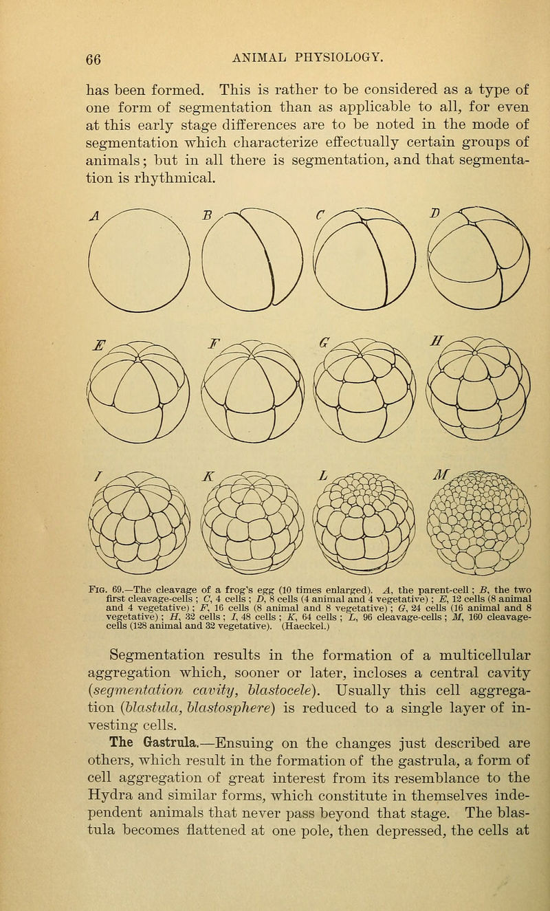has been formed. This is rather to be considered as a type of one form of segmentation than as applicable to all, for even at this early stage differences are to be noted in the mode of segmentation which characterize effectually certain groups of animals; but in all there is segmentation, and that segmenta- tion is rhythmical. Fig. 69.—The cleavage of a frog's egg (10 times enlarged). A, the parent-cell; B, the two first cleavage-cells ; C, 4 cells ; D, 8 cells (4 animal and 4 vegetative); E, 12 cells (8 animal and 4 vegetative); F, 16 cells (8 animal and 8 vegetative); G, 34 cells (16 animal and 8 vegetative); H, .82 cells ; /, 48 cells ; K, 64 cells ; L, 96 cleavage-cells ; M, 160 cleavage- cells (128 animal and 32 vegetative). (Haeckel.) Segmentation results in the formation of a multicellular aggregation which, sooner or later, incloses a central cavity {segmentation cavity, hlastocele). Usually this cell aggrega- tion {hlastula, hlastosphere) is reduced to a single layer of in- vesting cells. The Gastrula.—Ensuing on the changes just described are others, which result in the formation of the gastrula, a form of cell aggregation of great interest from its resemblance to the Hydra and similar forms, which constitute in themselves inde- pendent animals that never pass beyond that stage. The blas- tula becomes flattened at one pole, then depressed, the cells at
