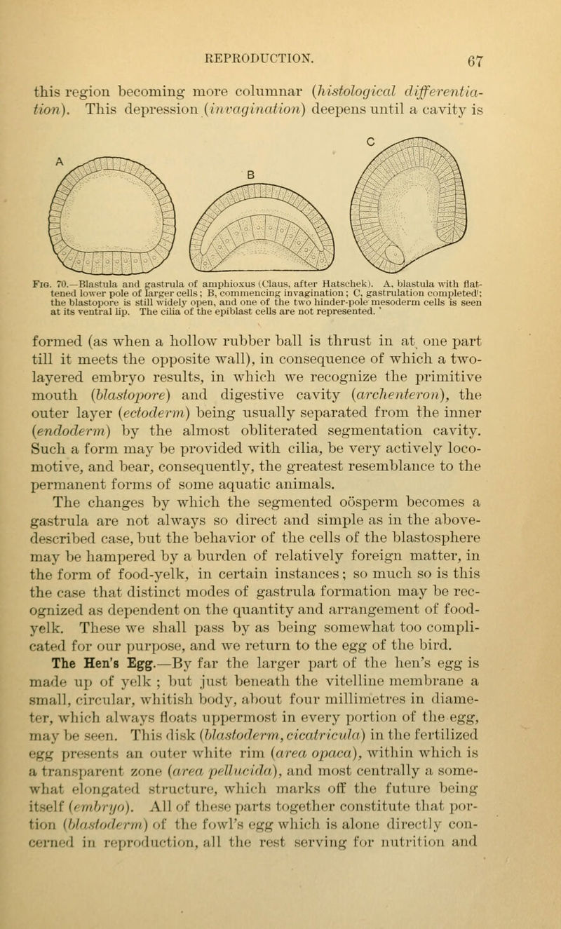 this region becoming more columnar {histological differentia- tion). This depression (i?M'agma^ion) deepens until a cavity is Fig. 70.—Blastula and gastrula of amphio.xus iClaus, after Hatschek). A, blastula with flat- tened lower pole of larger cells; B, comnieueing invagination ; C, gastrulation completed': the blastopore is still widely open, and one of the two hinder-pole mesoderm cells is seen at its ventral lip. The cilia of the epiblast cells are not represented.  formed (as when a hollow rubber ball is thrust in at one part till it meets the opposite wall), in consequence of which a two- layered embryo results, in which we recognize the primitive mouth {blastopore) and digestive cavity {archenferon), the outer layer {ectoderm) being usually separated from the inner {endoclerm) by the almost obliterated segmentation cavity. Such a form may be provided with cilia, be very actively loco- motive, and bear, consequently, the greatest resemblance to the permanent forms of some aquatic animals. The changes by which the segmented oosperm becomes a gastrula are not always so direct and simple as in the above- described case, but the behavior of the cells of the blastosphere may be hampered by a burden of relatively foreign matter, in the form of food-yelk, in certain instances; so much so is this the case that distinct modes of gastrula formation may be rec- ognized as dependent on the quantity and arrangement of food- yelk. These we shall pass by as being somewhat too compli- cated for our purpose, and we return to the egg of the bird. The Hen's Egg.—By far the larger part of the hen's egg is made up of yelk ; but just beneath the vitelline membrane a small, circular, whitish body, aT)out four millimetres in diame- ter, which always floats uppermost in every portion of the egg, may be seen. This disk {blastoderm, cicatricula) in the fertilized egg presents an outer wliite rim {area opaca), within which is a transparent zone {area pellucida), and most centrally a some- what elongated structure, which marks off the future being itself {emhryo). All of these parts together constitute that por- tion (hlasfoderrn) of the fowl's egg which is alone directly con- cernf;d in reproduction, all the rest serving for nutrition and