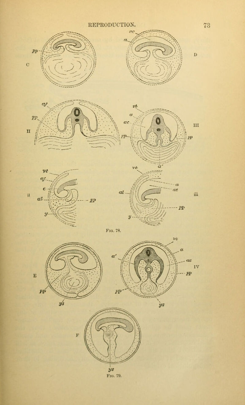 trc pp- FiG. 78. IV I— PP