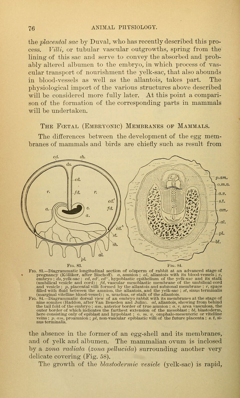 the placental sac by Duval, who has recently described this pro- cess. Villi, or tubular vascular outgrowths, spring from the lining of this sac and serve to convey the absorbed and prob- ably altered albumen to the embryo, in which process of vas- cular transport of nourishment the yelk-sac, that also abounds in blood-vessels as well as the allantois, takes part. The physiological import of the various structures above described will be considered more fully later. At this point a compari- son of the formation of the corresponding parts in mammals will be undertaken. The Fcetal (Embryonic) Membranes of Mammals. The differences between the development of the egg mem- branes of mammals and birds are chiefly such as result from Fib. 83. Fig. 84. Fig. 8.3.—Diagrammatic longitudinal section of oosperm of rabbit at an advanced stage of pregnancy (Kfilliker, after Bischoff). a, amnion ; al, allantois with its blood-vessels; e, embryo; ds, yelk-sac ; ed, ed\ ed, hypoblastic epithelium of the 3'elk-sac and its stalk (umbilical vesicle and cord); fd, vascular mesoblastic membrane of the umbilical cord and vesicle ; p, placental villi formed by the allantois and subzonal membrane ; r, space filled with fluid between the amnion, the aUantois, and the yelk-sac ; st, sinus terminalis (marginal vitelline blood-vessel); it, urachus, or stalk of the allantois. Fig. 8-t.—Diagrammatic dorsal view of an embryo rabbit with its membranes at the stage of nine somites (Haddon, after Van Beneden and Julini. cd, allantois, showing from behind the tail fold of the embryo ; am. anterior border of true amnion ; a. v. area vaseulosa, the outer border of which indicates the farthest extension of the mesoblast; bl, blastoderm, here consisting only of epiblast and hypoblast ; o. m. r, omphalo-mesenteric or vitelline veins ; p. am, proamnion ; pi, non-vascular epiblastic villi of the future placenta ; s. t, si- nus terminalis. the absence in the former of an egg-shell and its membranes, and of yelk and albumen. The mammalian ovum is inclosed by a zona radiata (zona pellucida) surrounding another very delicate covering (Fig. 58). The growth of the blastodermic vesicle (yelk-sac) is rapid.