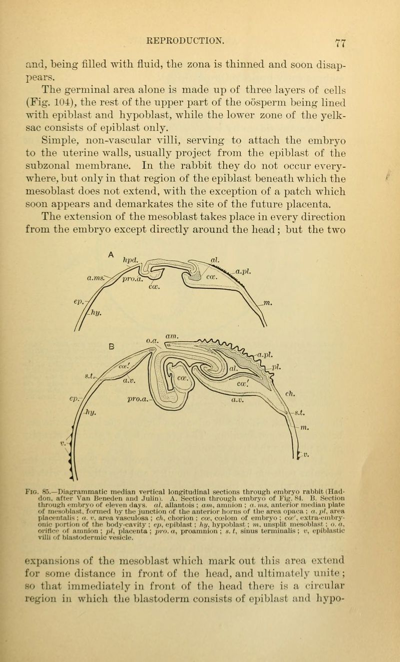 and, being filled with fluid, the zona is thinned and soon disap- pears. The germinal area alone is made up of three layers of cells (Fig. 104), the rest of the upper part of the oosperm being lined ■with epiblast and hypoblast, while the lower zone of the yelk- sac consists of epiblast only. Simple, non-vascular villi, serving to attach the embryo to the uterine walls, usually project from the epiblast of the subzonal membrane. In the rabbit they do not occur every- where, but only in that region of the epiblast beneath which the mesoblast does not extend, with the exception of a patch which soon appears and demarkates the site of the future placenta. The extension of the mesoblast takes place in every direction from the embryo except directly around the head; but the two Fig. 85.—Diagrammatic median vertical longiturlinal section.s through embryo ral)l)it (Had- don. after Van Bi-neden and Julin). A. Section through embryo of Fig. H4. \i. Section tlirough f nibryf) of eleven days, al, allautois ; arn, amnion ; a. ins, anterior median plate of mi'soblast, formed by the junction of the anterior horns of the area opaca ; ti. pt, area placentalis ; a. r. area vasculosa ; ch, chorion ; cw, c(]Blom of embryo ; cw', extra-embry- onic portifin of the body-cavity ; eyj, epiblast; h;/, hypoblast; m. uusplit mesoblast ; o. «, oriflo- of amnion ; pi, |>lacenta ; jjrn, a, proamnion ; g. (, sinus terminalis ; v, epiblastic villi of blastodermic vesicle. expansions of the mesoblast which mark out this area extend for some di.stance in front of the head, and ultimately unite ; so that immediately in front of the head there is a circular region in wliich tlio Ijlastodei-m consists of epiblast and hypo-