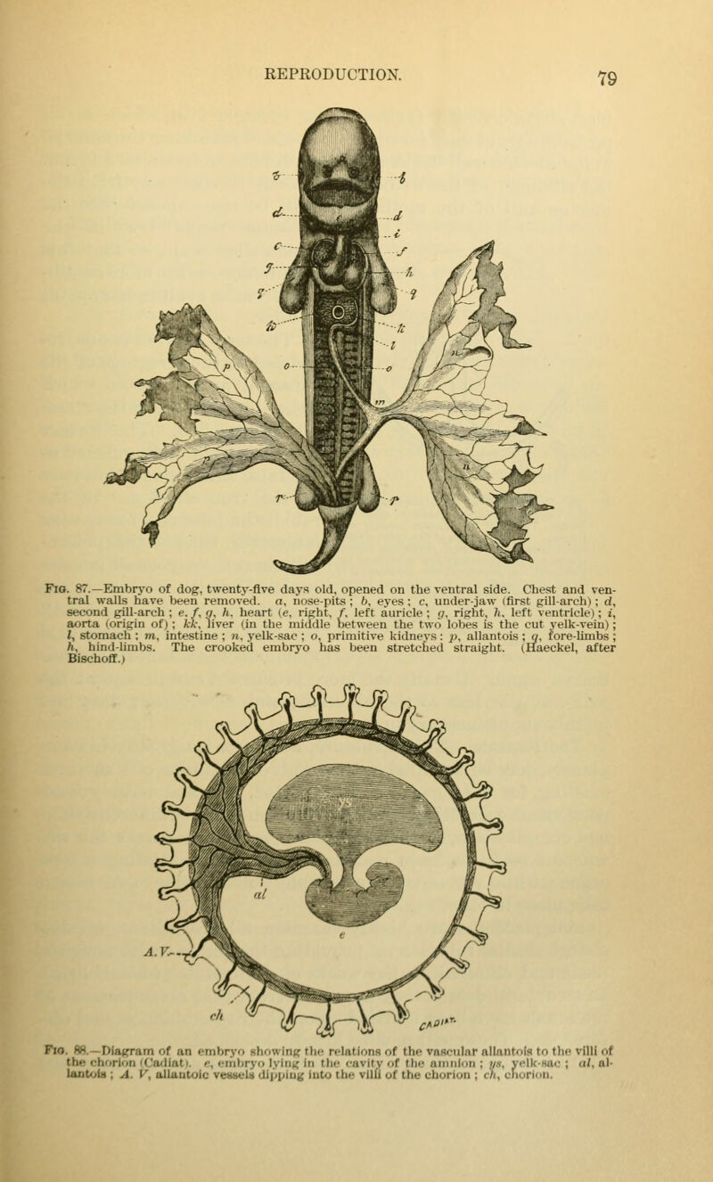 Y9 Fig. 87.—Embryo of dog, twenty-flve days old, opened on the ventral side. Chest and ven- tral walls have been removed, a, nose-pits ; 6, eyes : c, under-jaw (first gill-arch); d, second gill-arch; e.f,g, h, heart (e, right, f, left auricle; g, right, 7i, left ventricle); i, aorta (origin of); kk\ liver (in the middle between the two lobes is the cut yelk-vein); I, stomach ; tn, intestine ; n, yelk-sac ; o, primitive kidneys : p, allantois ; q, fore-limbs ; /i, hind-limbs. The crooked embryo has been stretched straight. (Haeckel, after Bischoff.) 'Ji-^-jp Fio. 88.—Dlajfram of an embryo showing the relations of the vascular allantoiR to the vllU of the chorion 'Ca<liat). p, embryo lying in the cavity of the amnion ; us, yelk-sac ; a/, al- laDU.il8 ; A. V, allantoic ve»M*ela dipping into the vllU of the chorion ; ch, cnorion.