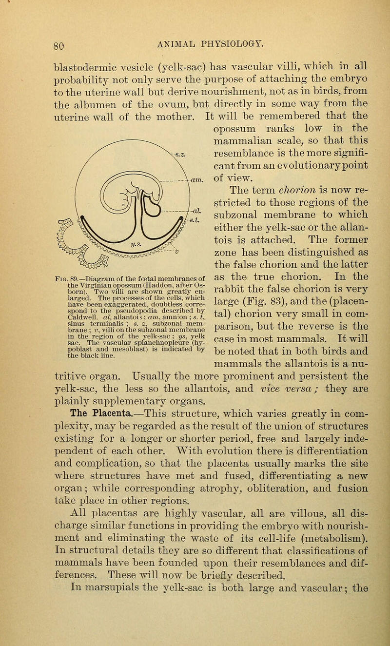 blastodermic vesicle (yelk-sac) lias vascular villi, whicli in all probability not only serve the purpose of attaching the embryo to the uterine wall but derive nourishment, not as in birds, from the albumen of the ovum, but directly in some way from the uterine wall of the mother. It will be remembered that the opossum ranks low in the mammalian scale, so that this resemblance is the more signifi- cant from an evolutionary point of view. The term chorion is now re- stricted to those regions of the subzonal membrane to which either the yelk-sac or the allan- tois is attached. The former zone has been distinguished as the false chorion and the latter as the true chorion. In the rabbit the false chorion is very large (Fig. 83), and the (placen- tal) chorion very small in com- parison, but the reverse is the case in most mammals. It will be noted that in both birds and mammals the allantois is a nu- tritive organ. Usually the more prominent and persistent the yelk-sac, the less so the allantois, and vice versa; they are plainly supplementary organs. The Placenta.—This structure, which varies greatly in com- plexity, may be regarded as the result of the union of structures existing for a longer or shorter period, free and largely inde- pendent of each other. With evolution there is differentiation and complication, so that the placenta usually marks the site where structures have met and fused, differentiating a new organ; while corresponding atrophy, obliteration, and fusion take place in other regions. All placentas are highly vascular, all are villous, all dis- charge similar functions in providing the embryo with nourish- ment and eliminating the waste of its cell-life (metabolism). In structural details they are so different that classifications of mammals have been founded upon their resemblances and dif- ferences. These will now be briefly described. In marsupials the yelk-sac is both large and vascular; the Fig. 89.—Diagram of the foetal membranes of the Virginian opossum (Haddon, after Os- born). Two villi are shown greatly en- larged. The processes of the cells, which have been exaggerated, doubtless corre- spond to the pseudopodia described by Caldwell, al, allantois; ani, amn'on ; s. t, sinus terminalis ; s. z, subzonal mem- brane ; V, villi on the sulazonal membrane in the region of the yelk-sac ; ys, yelk sac. The vascular splanchnopleure (hy- poblast and mesoblast) is indicated by the black line.