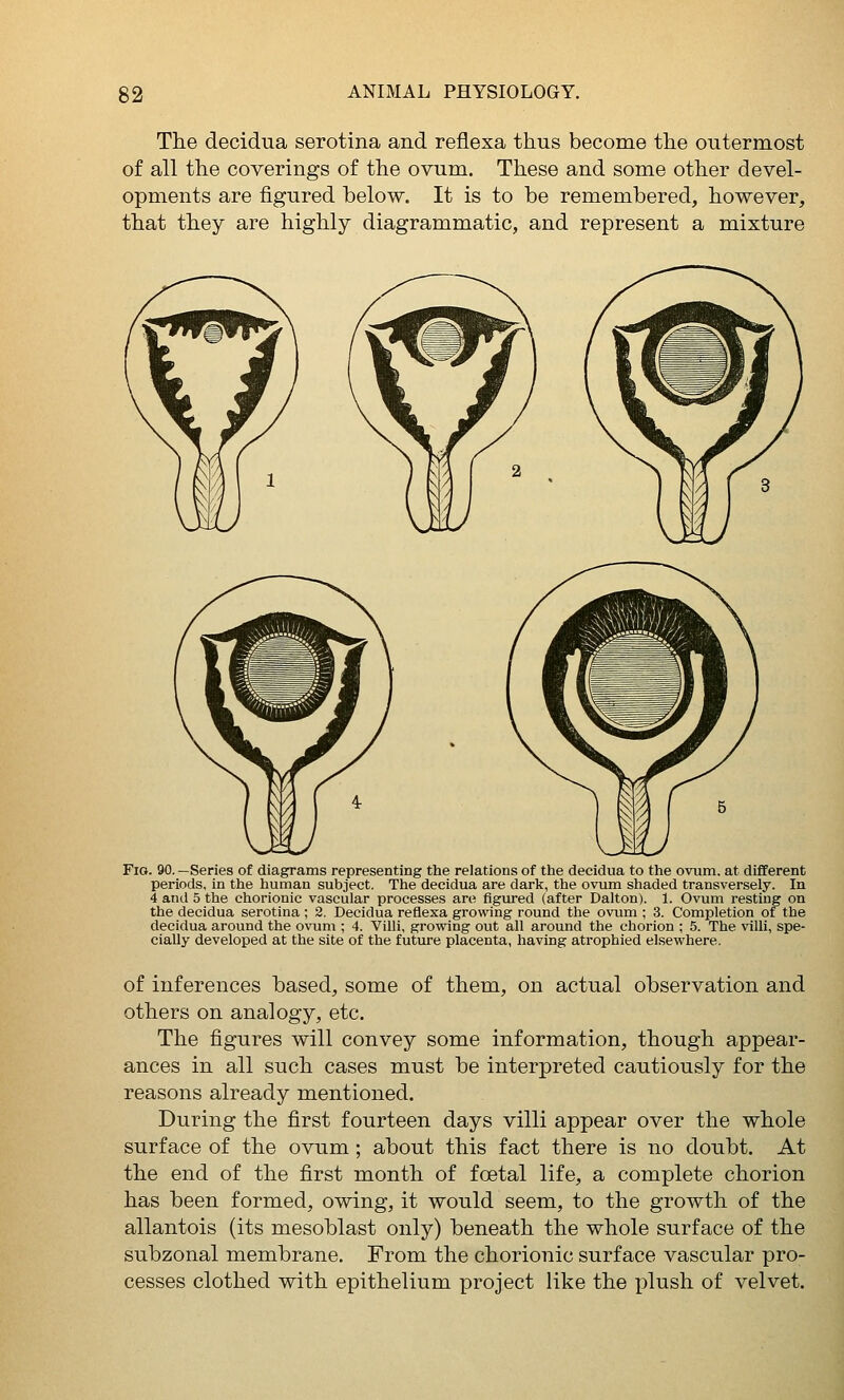 The decidua serotina and reflexa thus become the outermost of all the coverings of the ovum. These and some other devel- opments are figured below. It is to be remembered, however, that they are highly diagrammatic, and represent a mixture Fio. 90. —Series of diagrams representing the relations of the decidua to the ovum, at different periods, in the human subject. The decidua are dark, the ovum shaded transversely. In 4 antl 5 the chorionic vascular processes are figured (after Dalton). 1. Ovum resting on the decidua serotina ; 2. Decidua reflexa growing round the ovum ; 3. Completion of the decidua around the ovum ; 4. Villi, growing out all around the chorion ; 5. The villi, spe- cially developed at the site of the future placenta, having atrophied elsewhere. of inferences based, some of them, on actual observation and others on analogy, etc. The figures will convey some information, though appear- ances in all such cases must be interpreted cautiously for the reasons already mentioned. During the first fourteen days villi appear over the whole surface of the ovum; about this fact there is no doubt. At the end of the first month of foetal life, a complete chorion has been formed, owing, it would seem, to the growth of the allantois (its mesoblast only) beneath the whole surface of the subzonal membrane. From the chorionic surface vascular pro- cesses clothed with epithelium project like the i^lush of velvet.