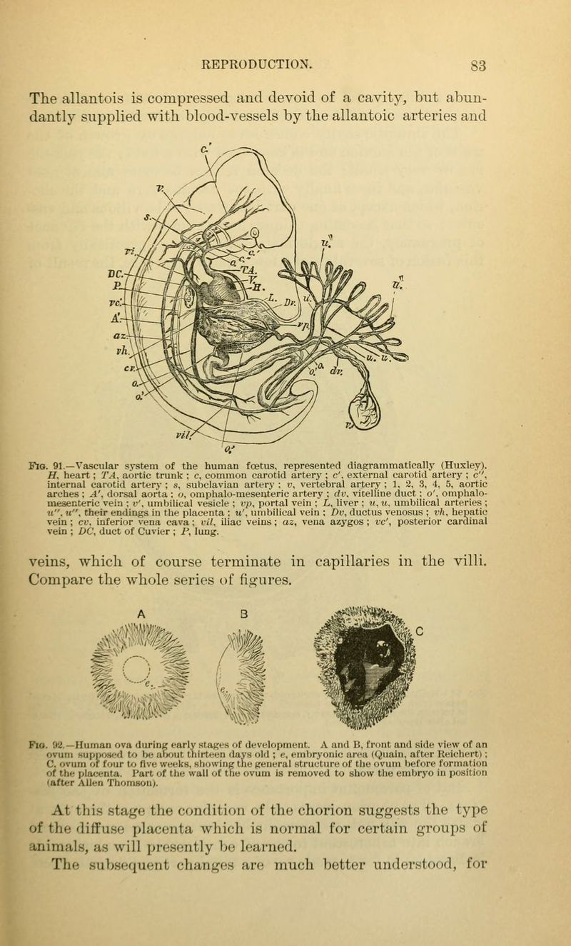 The allantois is compressed and devoid of a cavity, but abun- dantly supplied with blood-vessels by the allantoic arteries and Fig. 91.—Vascular system of the human foetus, represented diagrammatically (Huxley). H. heart; TA, aortic trunk ; c, common carotid artery ; c', external carotid artery ; c''. Internal carotid artery ; s, subclavian artery : v, vertebral artery ; 1, 3, 3, 4, 5, aortic arches ; .4', dorsal aorta : o, omphalo-mesenteric artery ; dv. vitelline duct; o', omphalo- mesenteric vein ; v\ umbilical vesicle ; rp, portal vein ; Z,, liver ; u, m. umbilical arteries ; u. m, their endings in the placenta : u', umbilical vein ; Du, ductus venosus ; vh, hepatic vein ; cv, inferior vena cava; iu7. iliac veins; az, vena azygos ; vc', posterior cardinal vein ; DC\ duct of Cuvier ; P, lung. veins, which of course terminate in capillaries in the villi. Compare the whole series of figures. Fio. 92. —Human ova during early stages of development. A and 15, front and side view of an ovum supposed to be aljout thirteen days old ; e, embryonic area (Quain, after Reichert); C. ovum of four to five weeks, showing the general structure of the ovum before formation of the placenta. Part of the wall of the ovum is removed to show the embryo in position lafter Allen Thomson). At this stage the condition of the chorion suggests the type of the diffuse placenta which is normal for certain groups of animals, as will presently be learned. The subsequent changes are much better understood, for