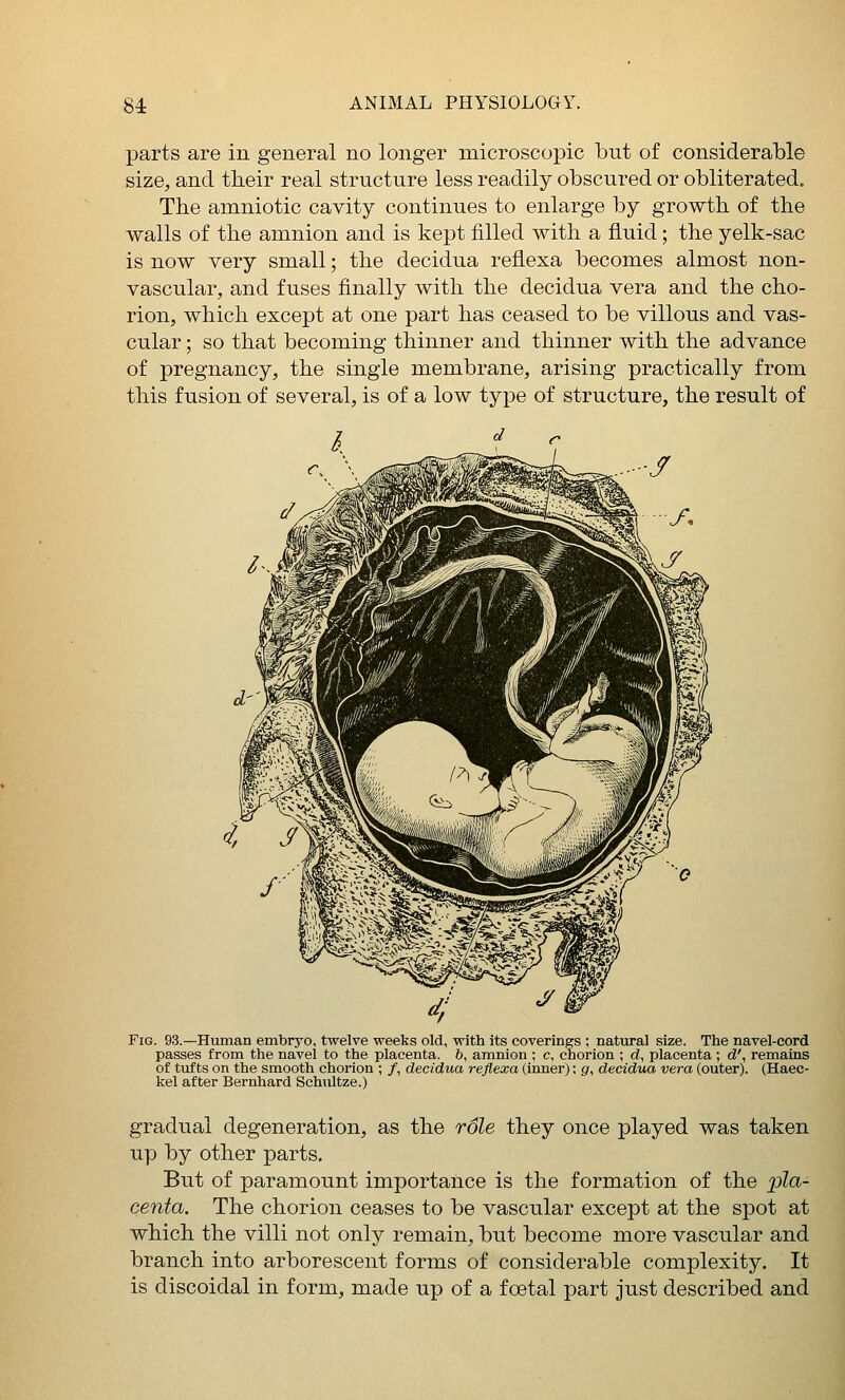 parts are in general no longer microscopic but of considerable size, and tbeir real structure less readily obscured or obliterated. The amniotic cavity continues to enlarge by growth of the walls of the amnion and is kept filled with a fluid; the yelk-sac is now very small; the decidua reflexa becomes almost non- vascular, and fuses finally with the decidua vera and the cho- rion, which except at one part has ceased to be villous and vas- cular ; so that becoming thinner and thinner with the advance of pregnancy, the single membrane, arising practically from this fusion of several, is of a low type of structure, the result of Fig. 93.—Human embryo, twelve weeks old, with its coverings ; natural size. The navel-cord passes from the navel to the placenta, b, amnion ; c, chorion ; d, placenta ; d', remains of tufts on the smooth chorion ; /, decidua reflexa (inner); g, decidua vera (outer). (Haec- kel after Bemhard Schultze.) gradual degeneration, as the role they once played was taken up by other parts. But of paramount importance is the formation of the pZa- centa. The chorion ceases to be vascular except at the spot at which the villi not only remain, but become more vascular and branch into arborescent forms of considerable complexity. It is discoidal in form, made up of a foetal part just described and