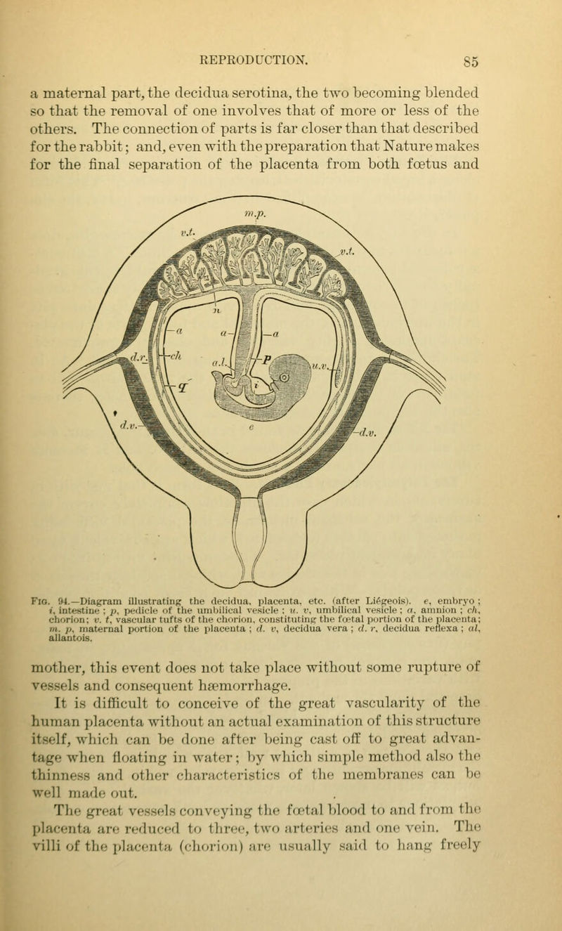 a maternal part, the decidua serotina, the two becoming blended so that the removal of one involves that of more or less of the others. The connection of parts is far closer than that described for the rabbit; and, even with the preparation that Nature makes for the final separation of the placenta from both foetus and Fig. 94.—Diagram illustrating the decidua, placenta, etc. (after Lifgeois), e, embryo ; J. intestine ; p. pedicle of the umbilical vesicle : !(. v. umbilical vesicle ; a. amnion ; cli, chorion; i'. t, vascular tufts of the chorion, constituting the fcetal portion of the placenta; m. p, maternal portion of the placenta ; d. i\ decidua vera ; d. r. decidua renexa ; al, allantois. mother, this event does not take place without some rupture of vessels and consequent haemorrhage. It is difficult to conceive of the great A^ascularity of the human placenta without an actual examination of this structure itself, which can be done after being cast off to great advan- tage when floating in water; by which simple method also the thinness and otlior cliuracteristics of tlic membranes can be well made out. The great vessels conveying the fcjetal ])lood to and from the placenta are reduced to three, two arteries and one vein. The villi of the placenta (chorion) an; usually .said to liang freely