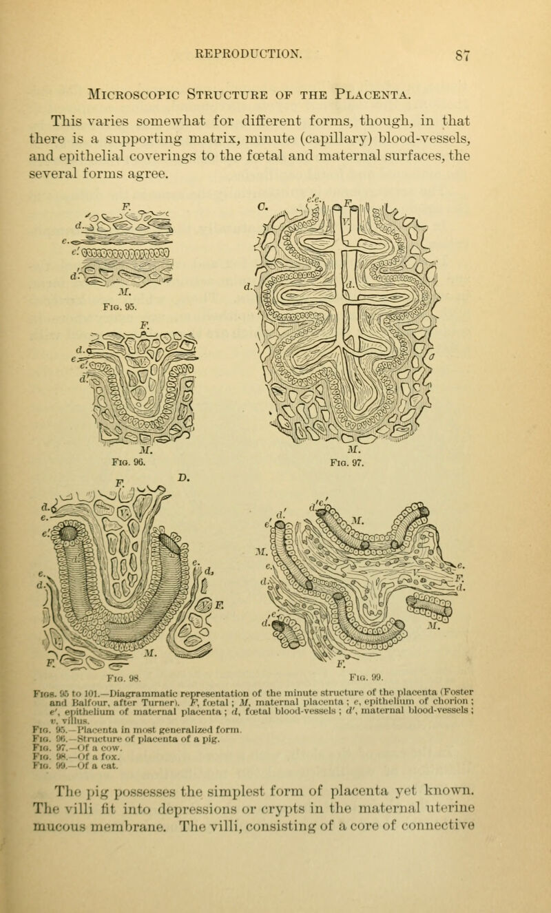 Microscopic Structure of the Placenta. This varies somewhat for different forms, though, in that there is a supporting matrix, minute (capillary) blood-vessels, and epithelial coverings to the foetal and maternal surfaces, the several forms agree. Fio. W. Fig. 99. Fios. 05 to 101.—Dia^ammatic representation of the minute .structure of the placenta (Foster and Balfour, after Turner). F, festal; M, maternal placenta ; e, epithelium of chorion ; e', epithelium of maternal placenta; rl, foetal blood-vessels ; d\ maternal Ijlood-vessels; V. villus. Fio. y.'j. -I'lacenta in mf>st generalized form. Fio. %. -Structure of placenta of a pig. Fio. 97.-«>f a cow. Fio. 'JH.—Or a fox. Fio. W,—Of a cat. Tint jjig possesses the simplest form of placenta yet known. The villi fit into depressions or crypts in the maternal uterine mucous membrane. The villi, consisting of a core of connective