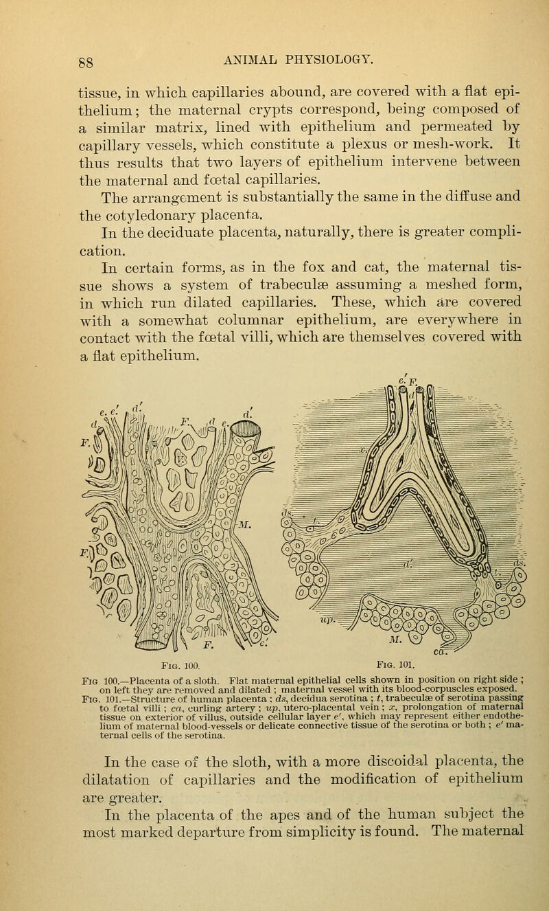tissue, in whicli capillaries abound, are covered with, a flat epi- thelium; the maternal crypts correspond, being composed of a similar matrix, lined with epithelium and permeated by- capillary vessels, which constitute a plexus or mesh-work. It thus results that two layers of epithelium intervene between the maternal and f cetal capillaries. The arrangement is substantially the same in the diffuse and the cotyledonary placenta. In the deciduate placenta, naturally, there is greater compli- cation. In certain forms, as in the fox and cat, the maternal tis- sue shows a system of trabeculse assuming a meshed form, in which run dilated capillaries. These, whicli are covered with a somewhat columnar epithelium, are everywhere in contact with the foetal villi, which are themselves covered with a flat epithelium. 6. F, Fig. 100. Fig. 101. Fig 100.—Placenta of a sloth. Flat maternal epithelial cells shown in position on right side ; on left they are removed and dilated ; maternal vessel with its blood-corpuscles exposed. Fig. 101.—structure of human placenta ; ds, decidua serotina ; t, trabeculae of serotina passing to foetal villi; ca, curling artery ; up, utero-placental vein ; .r, prolongation of maternal tissue on exterior of villus, outside cellular layer e'. which may represent either endothe- lium of maternal blood-vessels or delicate connective tissue of the serotina or both ; e' ma- ternal cells of the serotina. In the case of the sloth, with a more discoidal placenta, the dilatation of capillaries and the modification of epithelium are greater. In the placenta of the apes and of the human subject the most marked departure from simplicity is found. The maternal