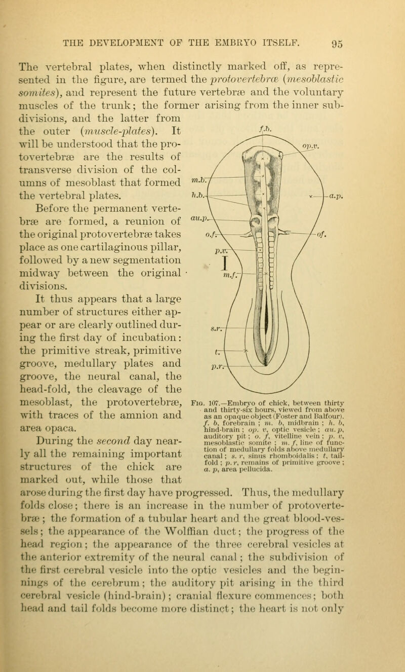 op.v. m.b The vertebral plates, wlien distinctly marked off, as repre- sented in the figure, are termed the protovertehrce (mesohlastic somites), and represent the future vertebrae and the voluntary- muscles of the trunk; the former arising from the inner sub- divisions, and the latter from the outer {inusde-iilates). It will be understood that the pro- tovertebrae are the results of transverse division of the col- umns of mesoblast that formed the vertebral plates. Before the permanent verte- brae are formed, a reunion of the original protovertebrae takes place as one cartilaginous pillar, followed by a new segmentation midway between the original divisions. It thus appears that a large number of structures either ap- pear or are clearly outlined dur- ing the first day of incubation: the primitive streak, primitive groove, medullary plates and groove, the neural canal, the head-fold, the cleavage of the mesoblast, the protovertebrae, with traces of the amnion and area opaca. During the second day near- ly all the remaining important structures of the chick are marked out, while those that arose during the first day have progressed. Thus, the medullary folds close; there is an increase in the number of protoverte- brae ; the formation of a tubular heart and the great blood-ves- sels ; the appearance of the Wolffian duct; the progress of the head region ; the appearance of the three cerebral vesicles at the anterior extremity of the neural canal; the subdivision of the first cerebral vesicle into the optic vesicles and the begin- nings of the cerebrum; the auditory pit arising in the third cerebral vesicle (hind-brain); cranial flexure commences; both liead and tail folds become more distinct; the heart is not only Fig. 107.—Embryo of chick, between thirty and thirtj'-six hours, viewed from above as an opaque object (Foster and Balfour). /. 6, forebrain ; m. 6, midbrain ; h. b, hind-brain; op. v, optic vesicle; au.p, auditory pit; o. /, vitelline vein ; p. v, niesoblastic somite : m. f. li^^' of func- tion of medullary fnlilsalidvc medullarv canal; s. r, sinus rh<:iml)c>i<lalis : ^ tail- fold ; p.r, remains of primitive groove ; a. p, area pellucida.