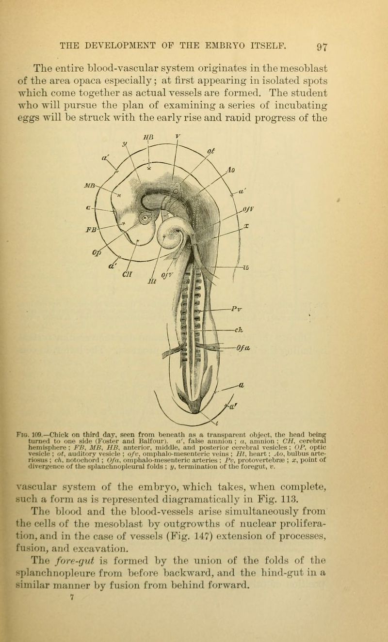 Tlie entire blood-vascular system originates in the mesoblast of the area opaca especially; at first appearing in isolated spots which come together as actual vessels are formed. The student who will pursue the plan of examining a series of incubating eggs will be struck with the early rise and rauid progress of the Fig. 109.—Cbick on third day, seen from beneath as a transparent object, the head being turned to one side (Foster and Balfour), a', false amnion ; a, amnion ; CH, cerebral hemisphere ; Fli, M/i, JIB, anterior, middle, and posterior cerebral vesicles ; OP, optic vesicle ; ot, auditory v('si<-le ; ofv, oniphalo-mesenteric veins ; Ht, heart; Ao, bulbus arte- riosus ; ch. notochord ; O/a, omphalo-mesenteric arteries ; Pv, protovertebraj; x, point of divergence of the splanchnopleural folds ; y, termination of the foregut, v. vascular system of the embryo, which takes, when complete, -uch a form as is represented diagramatically in Fig. 113. The blood and the blood-vessels arise simultaneously from the cells of the mesoblast by outgrowths of nuclear prolifera- tion, and in the case of vessels (Fig. 147) extension of processes, fusion, and excavation. The fore-gut is formed by the unitjn of the folds of the planchnopleure from before backward, and the hind-gut in a imilar manner by fusion from behind forward. 7