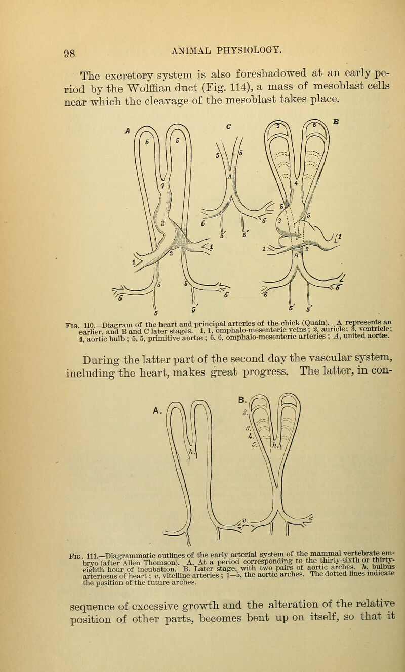 The excretory system is also foreshadowed at an early pe- riod by the Wolffian duct (Fig. 114), a mass of mesoblast cells near which the cleavage of the mesoblast takes place. Fig 110 —Diagram of the heart and principal arteries of the chick (Quam). A represents an earlier, and B and C later stages. 1,1, omphalo-mesenteric veins; 2, auricle; 3 ventricle; 4, aortic bulb ; 5, 5, primitive aortee ; 6, 6, omphalo-mesenteric arteries ; A, united aortse. During the latter part of the second day the vascular system, including the heart, makes great progress. The latter, in con- FiG. 111.—Diagrammatic outlines of the early arterial system of the mammal vertebrate em- bryo (aftef Allen Thomson). A. At a period corresponding to the thu-ty-sixth or thirty- eighth hour of incubation. B. Later stage, with two. pairs of aortic arches, h, bulbus arteriosus of heart; v, vitelUne arteries ; 1-5, the aortic arches. The dotted lines indicate the position of the future arches. sequence of excessive growth and the alteration of the relative position of other parts, becomes bent up on itself, so that it