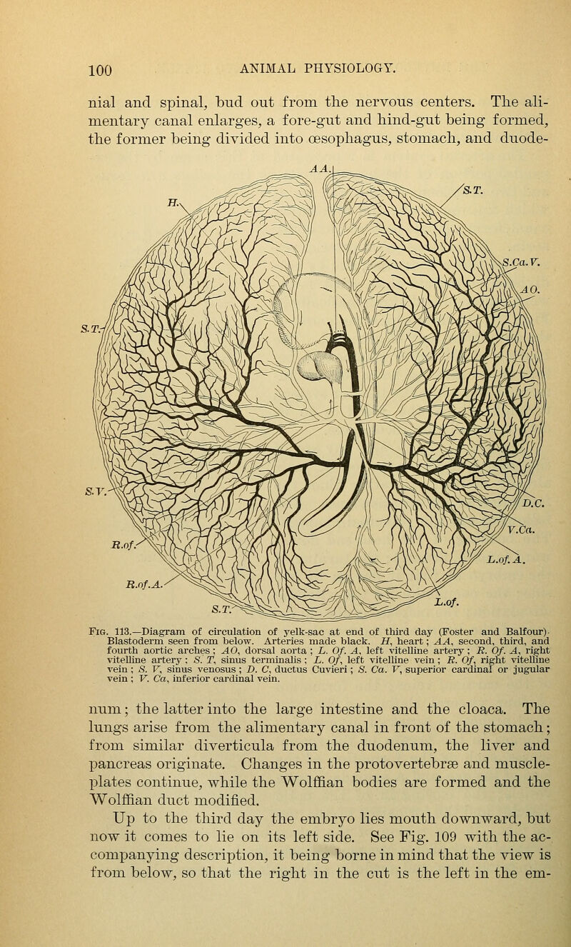 nial and spinal, bud out from the nervous centers. The ali- mentary canal enlarges, a fore-gut and hind-gut being formed, the former being divided into oesophagus, stomach, and duode- AA. Fig. 113.—Diagram of circulation of yelk-sac at end of third day (Foster and Balfour) > Blastoderm seen from below. Arteries made black. H, heart; AA, second, third, and fourth aortic arches ; AO, dorsal aorta ; L. Of. A, left vitelline artery; B. Of. A^ right vitelline artery ; S. T, sinus terminalis ; L. Of, left vitelline vein ; R. Of, right vitelline vein ; S. V, sinus venosus ; D. C, ductus Cuvieri; S. Ca. V, superior cardinal or jugular vein ; V. Ca, inferior cardinal vein. num; the latter into the large intestine and the cloaca. The lungs arise from the alimentary canal in front of the stomach; from similar diverticula from the duodenum, the liver and pancreas originate. Changes in the protovertebrse and muscle- plates continue, while the WolfELan bodies are formed and the Wolffian duct modified. Up to the third day the embryo lies mouth downward, but now it comes to lie on its left side. See Fig. 109 with the ac- companying description, it being borne in mind that the view is from below, so that the right in the cut is the left in the em-