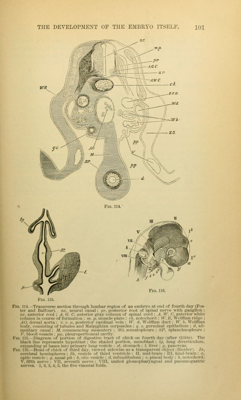 Fig. 116. i-iu, 11:). Fio. 114. -Transverse section through lumbar region of an embryo at end of fourth day (Fos- ter an«l Balfour), nc. neural canal: pr. postf rinr root of spinal nerve with ganglion ; fir. anterior ro<>t; A. G. C. anterior gray I'nluinn of siiinal curd : A. It'. C, anterior white column in course of formation : m. p. nnisi-li- plate : rh. nutocliord ; It'. /?, Wdllliim ridge ; A(J. dorsal aorta ; r. r. u. post^-rior cardinal vein ; II'. d, WultYlan duct : IT. /;. Wolffian IxxJy, consisting of tubules and Malpighian corpuscles ; g. e. germinal epithelium ; d, ali- mentary eanal ; .U. eorniiiein-jng mesentery : .SO, .soniatopleure ; SP, splanchnopleure ; V. bI<K>d-ves.s<ds : pfi. (deuroperitoneal cavity. Fio. ll.'j. —diagram of portion of digestive tract of chick on fourth day (after Oiitte). The black line repre«<'nts hypoblast; the shaderl portion, mesotilast : li/. lung diverticulum, exi)anding at bases into primary lung vesicle ; nt, stomai-h : /. liver ; />, pancreas. Fio. 11»). —Head of cliiek of third day. viewed sidewise as a transparent iibject iHu.vley*. la, cerebral heininjiheres ; Ih, vesicle of third ventricle: II, imd-brain : III, hind-brain; a, optic vesicle ; 7, na.sal pit: h. otic vesicle ; d, iiifundiiiulurn ; p, pineal body ; h, notochord; V, fifth nerve: VII, H»fventh nerve; VIII, united glossopharyngeal and i>neumoga8tric nerves. 1, 2, 3, 4, 5, the five visceral folds.