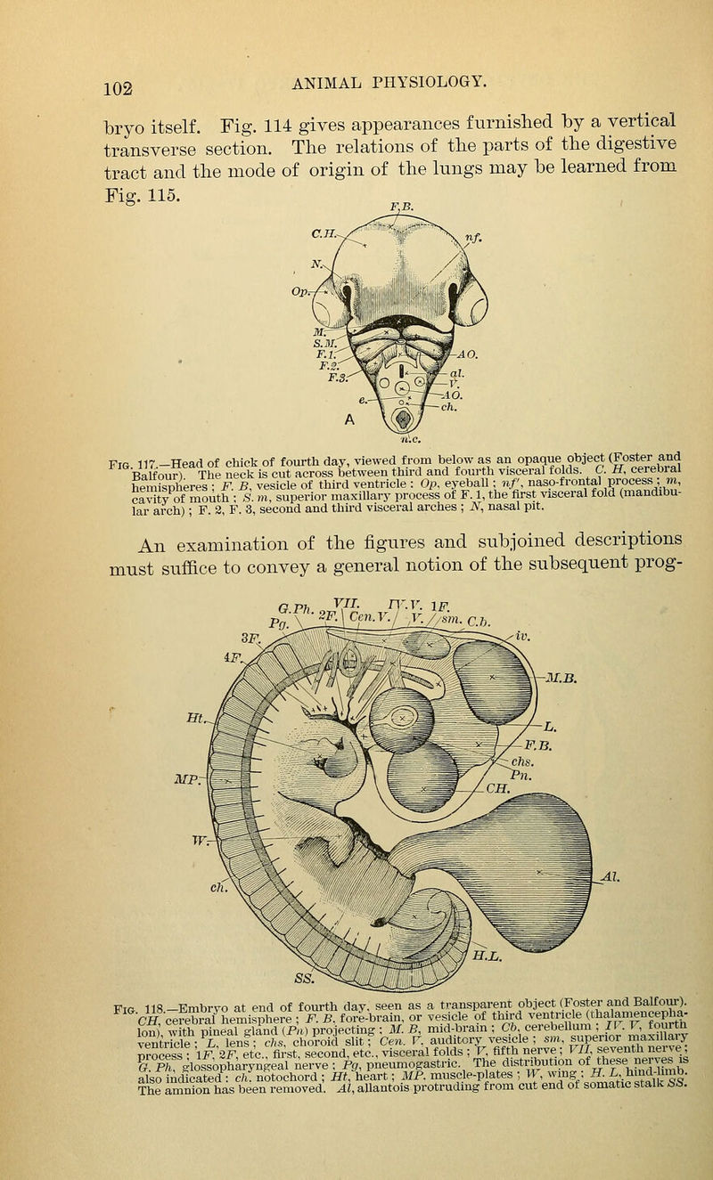 bryo itself. Fig. 114 gives appearances furnislied by a vertical transverse section. The relations of the parts of the digestive tract and the mode of origin of the lungs may be learned from Fig. 115. Vir 117 —TTpad of chick of fourth day, viewed from below as an opaque object (Foster and Balfour) The neck is cut across between third and fourth visceral folds. C. H, cerebral hem°spl^eres i^ S, vesicle of third ventricle : Op. eyeball; nf, naso-frontal process ;m, civity of moAth ; S. m, superior maxillary process of F. 1, the first visceral fold (mandibu- lar arch); F. 2, F. 3, second and third visceral arches ; N, nasal pit. An examination of the figures and subjoined descriptions must suffice to convey a general notion of the subsequent prog- G.Ph. VII. MP. Vxa 118 —Embryo at end of fourth day, seen as a transparent object (Foster and Balfour). Off cere^raThemilphere; F. B., for?4)rain, or vesicle of third ^^ntoc e tbalamencepha- lon) with pineal gland (Pii) projecting : 31. B, mid-bram ; Cb cerebellum ; II. P, fourtn ventricle- i lent- chs\ choroid slit f Cen. V. auditory vesicle; sm superior maxillary Drocess • IF'3^ltc, first, second, etc., visceral folds ; F, fifth nerve; VII seventh nerve; & pl! glossopharyngeal ierve ; Pj,, pneumogastric. The distribution of these nerves is also iAchcated : ch. notochord ; Ht, heart; MP. muscle-plates ; W wmg ; H. i;. ^'id-limb. The amnion has been removed. Al, allantois protruding from cut end ot somatic stalk &S.