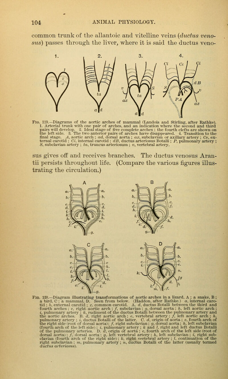 common trunk of the allantoic and vitelline veins {ductus veno- sus) passes through the liver, where it is said the ductus veno- FiG. 119.—Diagrams of the aortic arches of mammal CLandois and StirUng, after Rathke). 1. Arterial trunk with one pair of arches, and an indication where the second and third pairs will develop. 2. Ideal stage of five complete arches ; the fourth clefts are shown on the left side. 3. The two anterior pairs of arches have disappeared. 4. Transition to the final stage. A. aortic arch ; ad, dorsal aorta ; ax, subclavian or axillary artery ; Ce, ex- ternal carotid ; Ci. internal carotid : clB, ductus arteriosus BotalU ; P, pulmonary artery ; S, subclavian artery ; ta, truncus arteriosum ; v, vertebral artery. sus gives off and receives branches. The ductus venosus Aran- tii persists throughout life. (Compare the various figures illus- trating the circulation.) Fig. 120.—Diagram illustrating transformations of aortic arches in a lizard. A ; a snake, B ; a bird. C ; a manunal, D. Seen from below. (Haddon, after Rathke.) a. internal caro- tid ; h, external carotid ; c. common carotid. A. d, ductus Botalli between the third and fourth arches : e, right aortic arch ; /, subclavian ; gr, dorsal aorta : 7i, left aortic arch ; i, pulmonary artery : fc, rudiment of the ductus Botalli between the pulmonary artery and the aortic arches. B. d, right aortic arch : e, vertebral artery ; /, left aortic arch ; h. pulmonary artery : t, ductus Botalli of the latter. C. rf, origin of aorta ; e, fourth arch of the right side (root of dorsal aorta): /, right subclavian: g. dorsal aorta; h, left subclavian (fourth arch of the left side); j, pulmonary artery ; k and ?, right and left ductus BotaUi of the pulmonary arteries. D. d. origin of aorta : e. fourth arch of the left side (root of dorsal aorta); /, dorsal aorta: g, left vertebral artery: /;, left subclavian; i, right sub- clavian (fom-th arch of the right side); k, right vertebral arterj-; U continuation of the right subclavian : m, pulmonary artery; n, ductus BotalH of the latter (usually termed ductus arteriosus).