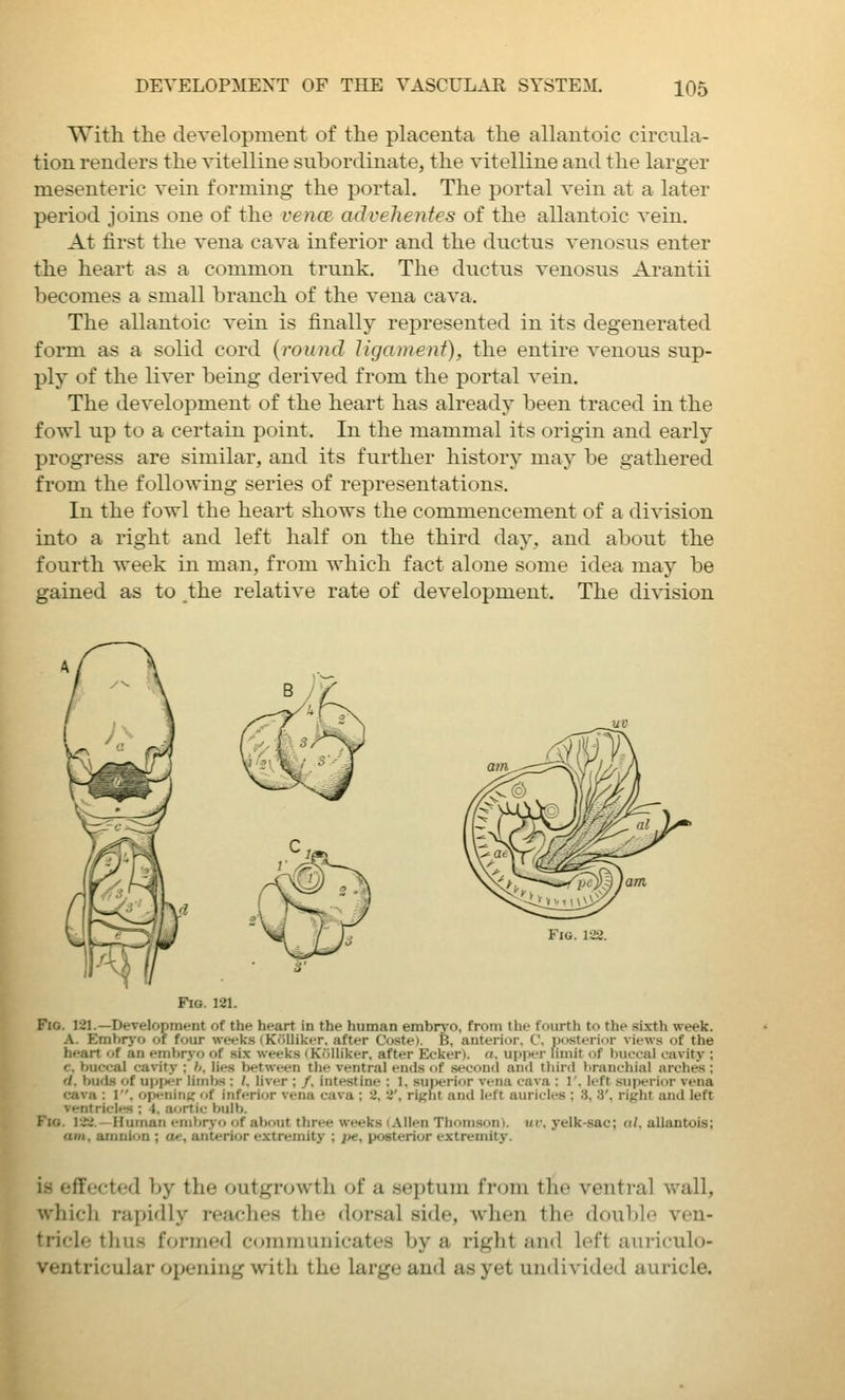 With the development of the phicenta the aHantoic circula- tion renders the vitelline subordinate, the vitelline and the larger mesenteric vein forming the portal. The portal vein at a later period joins one of the vence advehentes of the allantoic vein. At first the vena cava inferior and the ductus venosus enter the heart as a common trunk. The ductus venosus Arantii becomes a small branch of the vena cava. The allantoic vein is finally represented in its degenerated form as a solid cord {round ligament), the entire venous sup- ply of the liver being derived from the portal vein. The development of the heart has already been traced in the fowl up to a certain point. In the mammal its origin and early progress are similar, and its further history may be gathered from the following series of representations. In the fowl the heart shows the commencement of a division into a right and left half on the third day, and about the fourth week in man, from which fact alone some idea may be gained as to the relative rate of development. The division Fig. 122. Fig. 121. Fig. 121.—Development of the heart in the human embryo, from the fourth to the sixth week. A. Embryo of four weeks (K<illiker. after Coste). B. anterior. C, posterior views of the heart of an emliryo of six weeks (Kolliker, after Ecker). a. upiier limit of buccal cavity ; c. buccal cavity ; h. lies between the ventral ends of second and third branchial arches; (I. bu<l8 of upiM-r limbs ; /. liver ; /. intestine : 1, suiierior vena cava ; 1', left superior vena cava : 1. opening of inferior vena cava ; 2, 2', riffht and left auricles ; 3, 3'. right and left ventricles ; 4, aortic bulb. Fig. 122.—Human embryo of about three weeks (Allen Thomson), uv, yelk-sac; al, allantois; am. amnion ; a«, anterior extremity ; pe, posterior extremity. is effected by the outgrowth of a septum from the ventral wall, whicli rapidly reaches the dorsal side, when the double ven- licle thus formed communicates by a right and left auriculo- ventricular opening with the large and as yet undivided auricle.