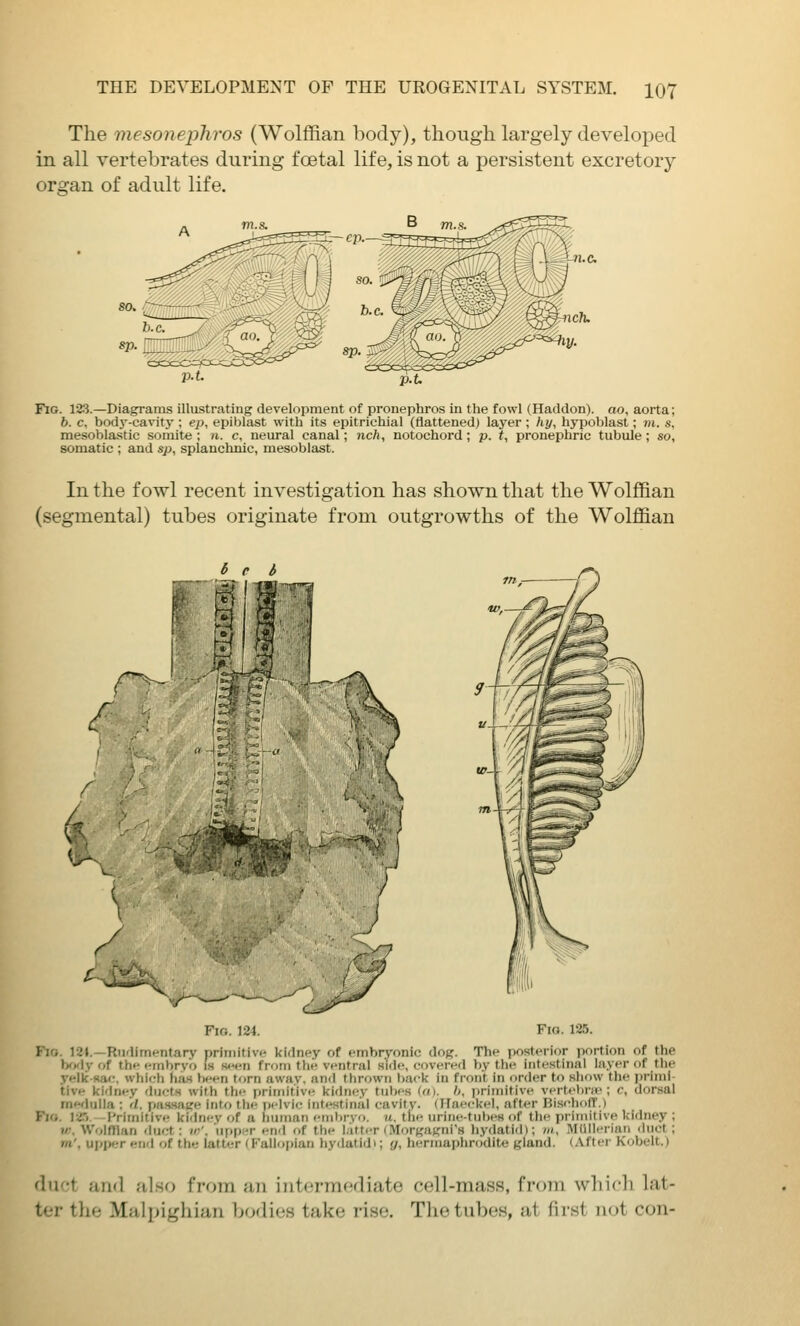 The mesonephros (Wolffian body), though largely developed in all vertebrates during foetal life, is not a persistent excretory organ of adult life. Fig. 123.—Diagrams illustrating development of pronephros in the fowl (Haddon). ao, aorta; b. c. body-cavity ; ep, epiblast with its epitrichial (flattened) layer ; hy, hypoblast; in. s, mesoblastic somite ; n. c, neural canal; nc/i, notochord; p. t, pronephric tubule ; so, somatic ; and sp, splanchnic, mesoblast. In the fowl recent investigation has shown that the Wolffian (segmental) tubes originate from outgrowths of the Wolffian 6 r i f <s- Fi(,. \Zi. Fio. 125. Fio. 121.—Rudimentary primitive kidney of embryonic dog. The posterior portion of the bfxly of the embryo is seen from the ventral side, covered V)y the intestinal layer of the yelk-Ka<r. which has been torn away, and thrown back in fi-ont in under to show the i)rimi- tlve kidney ducts with the primitive kidney tubes (a). '', priiiiitive vertel)rH'; c, dorsal medulla ; d. pas.sage into the pelvic Intestinal cavity. (IIa>'<'ki-l, after Bischoff.) Fio. I2.'i. Primitive kidney of a human embrvo. it. th<' uriiie-tiil)es of the j)riinilive kidney ; V. Wolffian duct: w'. upper end of the i.itter (MorgUKni's hydatid); in. Millb-riMi. duct; m'. ujipi.-r end of the latter (Fallopian liydutidi; y, hermaphrodite gland. i.Mli'i Kwbeil.) duct and also from an iiitormcjdiate cell-mass, from wliicli lat- ter the Malpighian bodies take rise. The tubes, at first not con-
