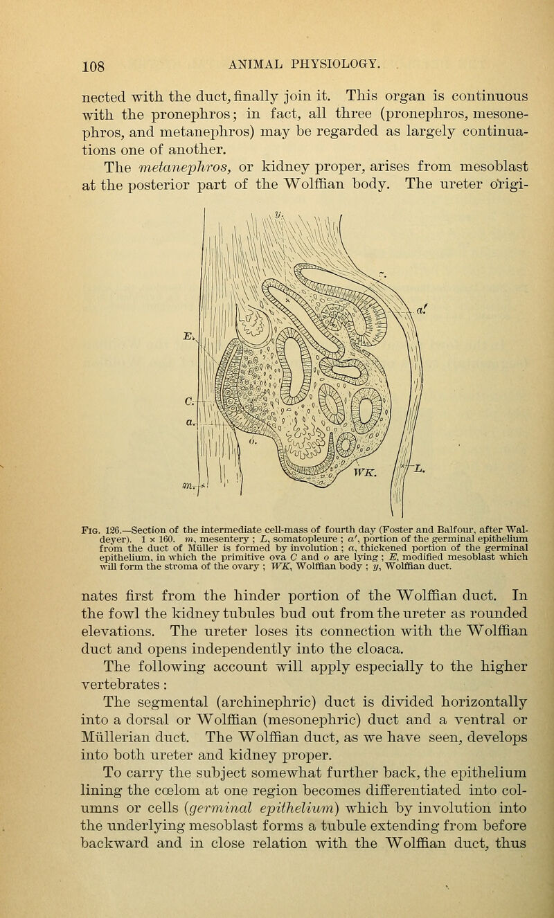 nected with, the duct, finally join it. This organ is continuous with the pronephros; in fact, all three (pronephros, mesone- phros, and metanephros) may be regarded as largely continua- tions one of another. The metanephros, or kidney proper, arises from, mesoblast at the posterior part of the Wolffian body. The ureter origi- FiG. 126.—Section of the intermediate cell-mass of fourth day (Foster and Balfour, after Wal- deyer). 1 x 160. «i, mesentery ; L, somatopleure ; a', portion of the germinal epithelium from the duct of Bliiller is formed by involution ; a, thickened portion of the germinal epithelium, in which the primitive ova C and o are lying; E, modified mesoblast which will form the stroma of the ovary ; WX, Wolffian body ; y. Wolffian duct. nates first from the hinder portion of the Wolffian duct. In the fowl the kidney tubules bud out from the ureter as rounded elevations. The ureter loses its connection with the Wolffian duct and opens independently into the cloaca. The following account will apply especially to the higher vertebrates: The segmental (archinephric) duct is divided horizontally into a dorsal or Wolffian (mesonephric) duct and a ventral or MuUerian duct. The Wolffian duct, as we have seen, develops into both ureter and kidney proper. To carry the subject somewhat further back, the epithelium lining the ccelom at one region becomes differentiated into col- umns or cells {germinal epithelium) which by involution into the underlying mesoblast forms a tubule extending from before backward and in close relation with the Wolffian duct, thus