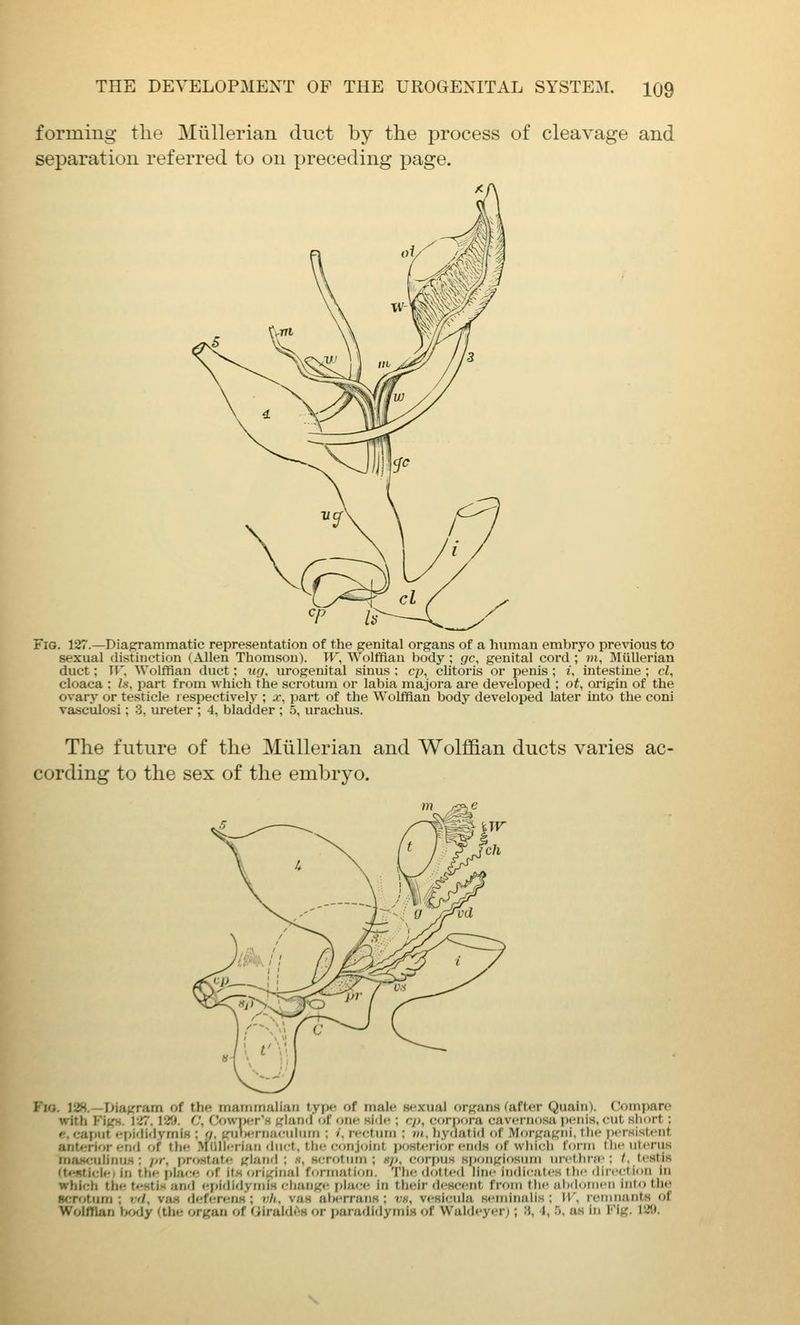 forming the Miillerian duct by the process of cleavage and separation referred to on preceding page. Fig. 127.—Diagrammatic representation of the genital organs of a human embryo previous to sexual distinction (Allen Thomson). W, Wolffian body; gc, genital cord; rn, Bliillerian duct; ir. Wolffian duct; ur/, urogenital sinus ; cp, clitoris or penis; i. intestine ; cl, cloaca ; Is, part from which the scrotum or labia majora are developed ; ot, origin of the ovary or testicle respectively ; x, part of the Wolffian body developed later into the coni vasculosi: 3, ureter ; 4, bladder ; .5, urachus. The future of the Miillerian and Wolffian ducts varies ac- cording to the sex of the embryo. Fio. 128.—Diagram of the maiiiinalian type of male sexual organs Cafter Quaiii). Compare with Figs. 127. 129. C, Cowt>crs glanil of one side ; cp, cf)rpora cavernosa ])fnis, cut slmrt: f. caput (•i)iiiidymiH ; (/. {.'ulMTiiaculurri ; j, rectum ; hi, hydatid of MorgaKni, the pcrsisti'iit ant*frior end of the .Mljlji-riaii duct, the cf)njoint post^-rior end.s of which form Ihf iilrnis rnatMMilirius : //r, prostaU- gland ; h, Hcrotiirri ; hji, corpus spongiosum nrclhrd'; /.testis (t<f(ticl<-i in the place of it.s original formation. The dotted line indicates tlw <lin'<'ti(in in which the t«'StiK and epididyiin'H change [dace in their descent from the abdomen into the scrotum ; rd, van deferenH; vli, van alierrans ; vh, vesicula seminalis; H', remnants of Wolffian body (the organ of (UraMiiH or paradidymiH of Waldeyer;; 'i, 4, .'>, as in Fig. 129.