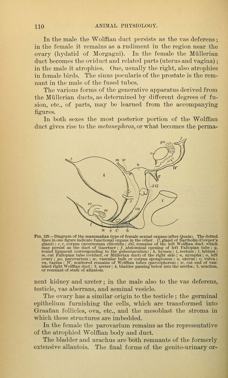 In the male the Wolffian duct persists as the vas deferens ; in the female it remains as a rudiment in the region near the ovary (hydatid of Morgagni). In the female the Mtillerian duct becomes the oviduct and related parts (uterus and vagina); in the male it atrophies. One, usually the right, also atrophies in female birds. The sinus pocularis of the iDrostate is the rem- nant in the male of the fused tubes. The various forms of the generative apparatus derived from the Mtillerian ducts, as determined by different degrees of fu- sion, etc., of parts, may be learned from the accompanying figures. In both sexes the most posterior portion of the Wolffian duct gives rise to the metanephros, or what becomes the perma- FiG. 129.—Diagram of the mammalian type of female sexual organs (after Quain). The dotted lines in one figure indicate functional organs in the other. C, gland of Bartholin (Cowper's gland); c. c, corpus cavernosuni elitoridis; clG, remains of the left Wolffian duct, which may persist as the duct of Gaertner; /, abdominal opening of left Fallopian tube; g, round ligament (corresponding to the gubernaculum); h, hymen ; i, rectum ; I, labium ; m, cut FaOopian tube (oviduct, or Miillerian duct) of the right side ; n, nynipha; o, left ovary ; po. parovarium ; sc, vascular bulb or corpus spongiosum ; u, uterus; v, vulva ; va, vagina; W, scattered remains of Wolffian tubes (paroophoron); iv, cut end of van- ished right Wolffian duct; 3, ureter; 4, bladder passing below into the uretha; 5, urachus, or remnant of stalk of aUantois. nent kidney and ureter; in the male also to the vas deferens, testicle, vas aberrans, and seminal vesicle. The ovary has a similar origin to the testicle ; the germinal epithelium furnishing the cells, which are transformed into Graafian follicles, ova, etc., and the mesoblast the stroma in which these structures are imbedded. In the female the parovarium remains as the representative of the atrophied Wolffian body and duct. The bladder and urachus are both remnants of the formerly extensive aUantois. The final forms of the genito-urinary or-
