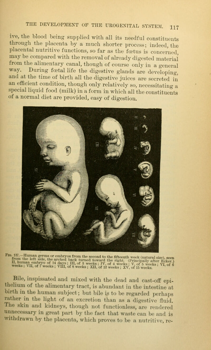 ire, the blood being supplied with all its needful constituents through the placenta by a much shorter process; indeed, the placental nutritive functions, so far as the fcetus is concerned may be compared with the removal of already digested material from the alimentary canal, though of course only in a general way. During foetal life the digestive glands are developing, and at the time of birth all the digestive juices are secreted in an efficient condition, though only relatively so, necessitating a special liquid food (milk) in a form in which all the constituents of a normal diet are provided, easy of digestion. frL~th^^f^ «T'°1'^'^ embryos from the second to the fifteenth week (natural size) seen from the left side, the arched back turned t«jward the right. (Priucii)all\- after Ecker^ 5lil^Ar'i'i7'' o? I'' days ; in, of 3 weeks ; JV, of 4 weeks V, of 5 weeks • V^^ weeka ; V U, of 7 weeks ; Vlll, of 8 weeks ; XU, of 12 weeks ; XV, of 15 weeks ' Bile, inspissated and mixed with the dead and cast-off epi- thelium of the alimentary tract, is abundant in the intestine at birth in the human subject; but bile is to be regarded perhaps rather in the light of an excretion than as a digestive fluid. The .skin and kidneys, thougli not functionless, are rendered unnecessary in great part by the fact that waste can be and is withdrawn by the placenta, which proves to be a nutritive, re-