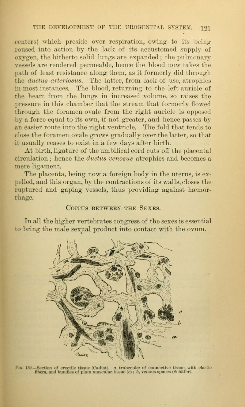 centers) which preside over respiration, owing to its being roused into action by the lack of its accustomed supply of oxygen, the hitherto solid lungs are expanded; the pulmonary vessels are rendered permeable, hence the blood now takes the path of least resistance along them, as it formerly did through the ductus arteriosus. The latter, from lack of use, atrophies in most instances. The blood, returning to the left auricle of the heart from the lungs in increased volume, so raises the pressure in this chamber that the stream that formerly flowed through the foramen ovale from the right auricle is opposed by a force equal to its own, if not greater, and hence passes by an easier route into the right ventricle. The fold that tends to close the foramen ovale grows gradually over the latter, so that it usually ceases to exist in a few days after birth. At birth, ligature of the umbilical cord cuts off the placental circulation; hence the ductus venosus atrophies and becomes a mere ligament. The placenta, being now a foreign body in the uterus, is ex- pelled, and this organ, by the contractions of its walls, closes the ruptured and gaping vessels, thus providing against hsemor- rhage. Coitus between the Sexes. In all the higher vertebrates congress of the sexes is essential to bring the male sexual product into contact with the ovum. F'lO. 139.—Sfctif)n of erfM.-tile tissuf ff'adiat). ri, traJieculse of connective tissue, with elastic flbere, and bundleH of plain niuHCular tissue (c); b, venous spaces (Scliiifcn.