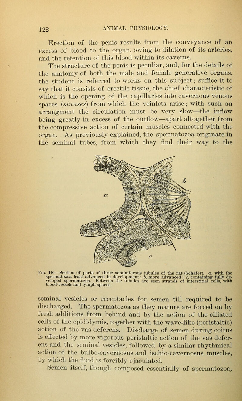 Erection of the penis results from the conveyance of an excess of blood to the organ, owing to dilation of its arteries, and the retention of this blood within its caverns. The structure of the penis is peculiar, and, for the details of the anatomy of both the male and female generative organs, the student is referred to works on this subject; suffice it to say that it consists of erectile tissue, the chief characteristic of which is the opening of the capillaries into cavernous venous spaces {sinuses) from which the veinlets arise; with such an arrangment the circulation must be very slow—the inflow being greatly in excess of the outflow—apart altogether from the compressive action of certain muscles connected with the organ. As previously explained, the spermatozoa originate in the seminal tubes, from which they find their way to the Fig. 140.—Section of parts of three seminiferous tubules of the rat (Schafer). a, with the spermatozoa least advanced in development; b, more a,dvanced ; c, containing fuUy de- veloped spermatozoa. Between the tubules are seen strands of interstitial cells, with blood-vessels and lymph-spaces. seminal vesicles or receptacles for semen till required to be discharged. The spermatozoa as they mature are forced on by fresh additions from behind and by the action of the ciliated cells of the epididymis, together with the wave-like (peristaltic) action of the vas deferens. Discharge of semen during coitus is effected by more vigorous peristaltic action of the vas defer- ens and the seminal vesicles, followed by a similar rhythmical action of the bulbo-cavernosus and ischio-cavernosus muscles, by which the fluid is forcibly ejaculated. Semen itself, though composed essentially of spermatozoa.