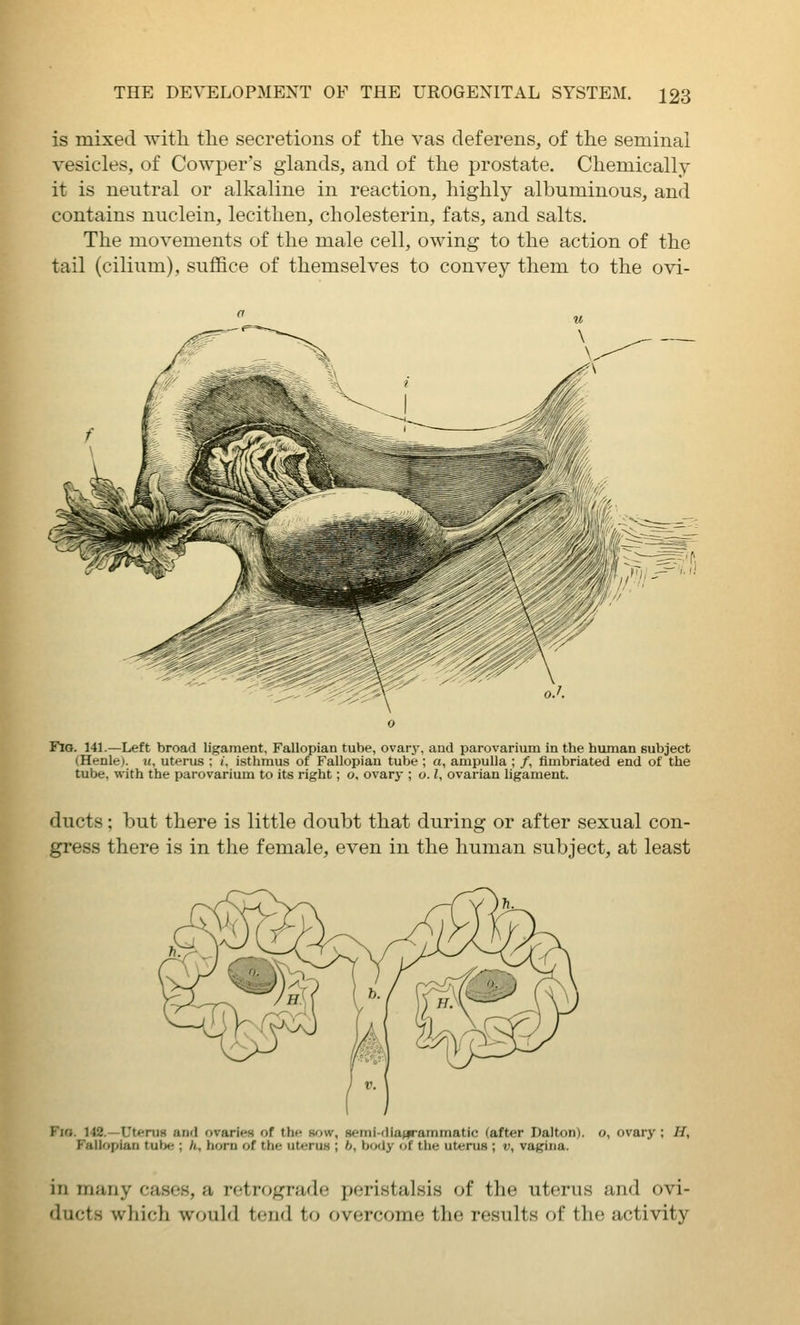 is mixed with the secretions of the vas deferens, of the seminal vesicles, of Cowper's glands, and of the prostate. Chemically it is neutral or alkaline in reaction, highly albuminous, and contains nuclein, lecithen, cholesterin, fats, and salts. The movements of the male cell, owing to the action of the tail (cilium), suflBce of themselves to convey them to the ovi- FlG. 141.—Left broad ligament. Fallopian tube, ovary, and parovarium in the human subject (Henle). «, uterus ; i, isthmus of Fallopian tube ; a, ampulla ; /, fimbriated end of the tube, with the parovarium to its right; o. ovary ; o. I, ovarian ligament. ducts: but there is little doubt that during or after sexual con- gress there is in the female, even in the human subject, at least Fio. 142.—UteruH and ovaries of the sow, 8emi-dia(|rammatic (after Dalton). o, ovary ; H, Fallopian tube ; h, horn of the uterus ; b, bfxiy of the uterus ; v, vagina. in many cases, a retrograde peristalsis of the uterus and ovi- ducts which would tend to overcome the results of the activity