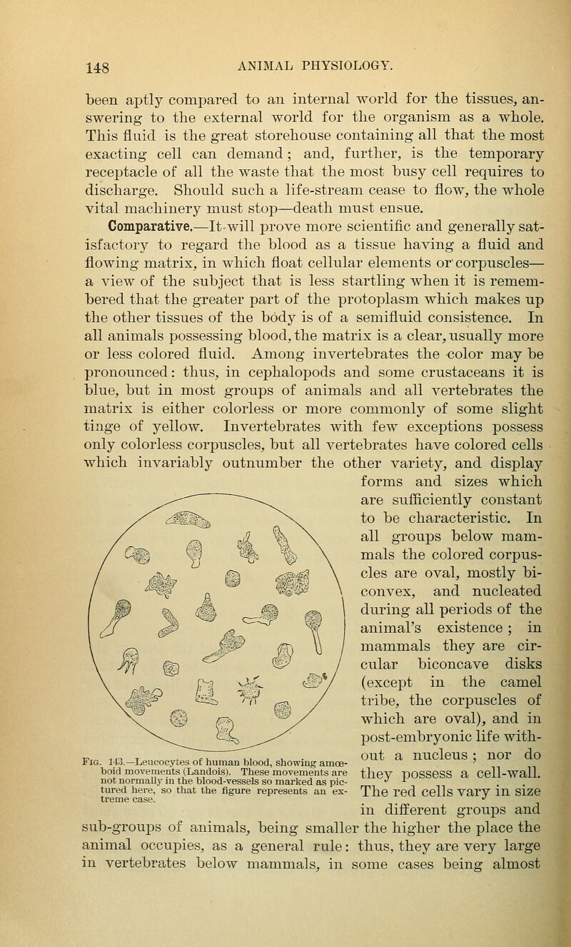 been aptly compared to an internal world for the tissues, an- swering to the external world for the organism as a whole. This fluid is the great storehouse containing all that the most exacting cell can demand; and, further, is the temporary receptacle of all the waste that the most busy cell requires to discharge. Should such a life-stream cease to flow, the whole vital machinery must stop—death must ensue. Comparative.—It-will prove more scientific and generally sat- isfactory to regard the blood as a tissue having a fluid and flowing matrix, in which float cellular elements or corpuscles— a view of the subject that is less startling when it is remem- bered that the greater part of the protoplasm which makes up the other tissues of the body is of a semifluid consistence. In all animals possessing blood, the matrix is a clear, usually more or less colored fluid. Among invertebrates the color may be pronounced: thus, in cephalopods and some crustaceans it is blue, but in most groups of animals and all vertebrates the matrix is either colorless or more commonly of some slight tinge of yellow. Invertebrates with few exceptions possess only colorless corpuscles, but all vertebrates have colored cells which invariably outnumber the other variety, and display forms and sizes which are sufficiently constant to be characteristic. In all groups below mam- mals the colored corpus- cles are oval, mostly bi- convex, and nucleated during all periods of the animal's existence ; in mammals they are cir- cular biconcave disks (except in the camel tribe, the corpuscles of which are oval), and in post-embryonic life with- out a nucleus ; nor do they possess a cell-wall. The red cells vary in size in different groups and sub-groups of animals, being smaller the higher the place the animal occupies, as a general rule: thus, they are very large in vertebrates below mammals, in some cases being almost Fig. 143.—Leucocytes of human blood, showing amce- boid movements (Landois). These movements are not normalli^ in the blood-vessels so marked as pic- tured here, so that the figure represents an ex- treme case.