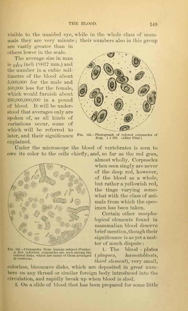 Fig. 144.—Photograph of colored corpuscles of frog. 1 X 370. (After Flint.) visible to tlie unaided eye, while in the whole class of mam- mals they are very minute ; their numbers also in this group are vastly greater than in others lower in the scale. The average size in man is s^o inch (0077 mm.) and the number in a cubic mil- limetre of the blood about 5,000,000 for the male and 500,000 less for the female, which would furnish about 250,000,000,000 in a pound of blood. It will be under- stood that averages only are spoken of, as all kinds of variations occur, some of which will be referred to later, and their significance explained. Under the microscope the blood of vertebrates is seen to owe its color to the cells chiefly, and, so far as the red goes, almost wholly. Corpuscles when seen singly are never of the deep red, however, of the blood as a whole, but rather a yellowish red, the tinge varying some- what with the class of ani- mals from which the spec- imen has been taken. Certain other morpho- logical elements found in mammalian blood deserve l)rief mention, though their significance is as yet a mat- ter of much dispute: 1. The blood - plates Wflorwi ciiskK, which are many of them arranged ( plaqUBS, h<Bmatoblasts, third element), very small, 'olorless, biconcave disks, which are dejiosited in groat num- bers on any thread or similar foreign body introduced into the circulation, and rapidly break up when blood is shed. 2. On a slide of blood that has been prepared for some little F)0. 14.5.—0>rpuBcle8 from human subject (Funke). A few colorles.s cftrpuscles are seen among the