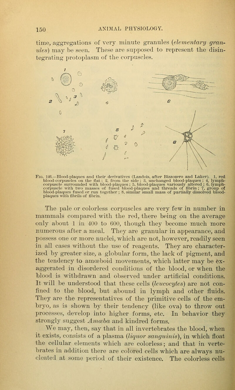 time, aggregations of very minute granules {elementary gran- ules) may be seen. These are supposed to represent the disin- tegrating protoplasm of the corpuscles. s •0 /> Fig. 146.—Blood-plaques and their derivatives (Landois, after Bizzozero and Laker). 1, red blood-corpuscles on the flat; 2, from the side ; 3, unchanged blood-plaques ; 4, lymph- corpuscle surrounded with blood-plaques ; 5, blood-plaques variously altered ; 6, lymph- corpuscle with two masses of fused blood-plaques and threads of fibrin ; 7, group of blood-plaques fused or run together ; 8, similar small mass of partially dissolved blood- plaques with fibrils of fibrin. The pale or colorless corpuscles are very few in number in m.ammals compared with the red, there being on the average only about 1 in 400 to 600, though they become much more numerous after a meal. They are granular in appearance, and possess one or more nuclei, which are not, however, readily seen in all cases without the use of reagents. They are character- ized by greater size, a globular form, the lack of pigment, and the tendency to amoeboid movements, which latter may be ex- aggerated in disordered conditions of the blood, or when the blood is withdrawn and observed under artificial conditions. It will be understood that these cells (leucocytes) are not con- fined to the blood, but abound in lymph and other fluids. They are the representatives of the primitive cells of the em- bryo, as is shown by their tendency (like ova) to throw out processes, develop into higher forms, etc. In behavior they strongly suggest Amceba and kindred forms. We may, then, say that in all invertebrates the blood, when it exists, consists of a plasma (licjuor sanguinis), in which float the cellular elements which are colorless; and that in verte- brates in addition there are colored cells which are always nu- cleated at some period of their existence. The colorless cells