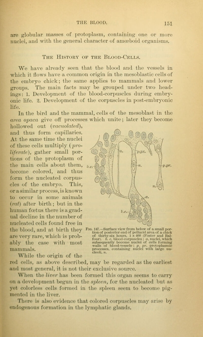 are globular masses of protoplasm, containing one or more nuclei, and with the general character of amoeboid organisms. The History of the Blood-Cells. We have already seen that the blood and the vessels in which it flows have a common origin in the mesoblastic cells of the embryo chick; the same applies to mammals and lower groups. The main facts may be grouped under two head- ings: 1. Development of the blood-corpuscles during embry- onic life. 2. Development of the corpuscles in ]30st-embryonic life. In the bird and the mammal, cells of the mesoblast in the area opaca give off processes which unite; later they become hollowed out (vacuolated), and thus form capillaries. At the same time the nuclei of these cells multiply (pr-o- liferate), gather small por- tions of the protoplasm of the main cells about them, become colored, and thus form the nucleated corpus- cles of the embryo. This, or a similar process, is known to occur in some animals (rat) after birth; but in the human f cetus there is a grad- ual decline in the number of nucleated cells found free in the blood, and at birth they Fjg 147.-Surface view from below of a small por- ' •' tion of posterior end of pellucid^area of a cmck are very rare, which is prob- ably the case with most mammals. While the origin of the red cells, as above descfiljed, may be regarded as the earliest and most general, it is not their exclusive source. When the liver has been formed this organ seems to carry on a development begun in tlie spleen, for the nucleated but as yet colorless cells formed in the spleen seem to become pig- mented in the liver. There is also evidence that colored corjjuscles may arise by endogenous formation in the lymphatic glands. of thirty-six hours, 1 x 4()0 (Foster and Bal- four), h. c. lilood-corpuscles ; a, nuclei, which subsequently become nuclei of cells forming walls of Ijlood-vessels ; p. \)r. protoplasmic processes, containing nuclei with large nu- cleoli, >i.