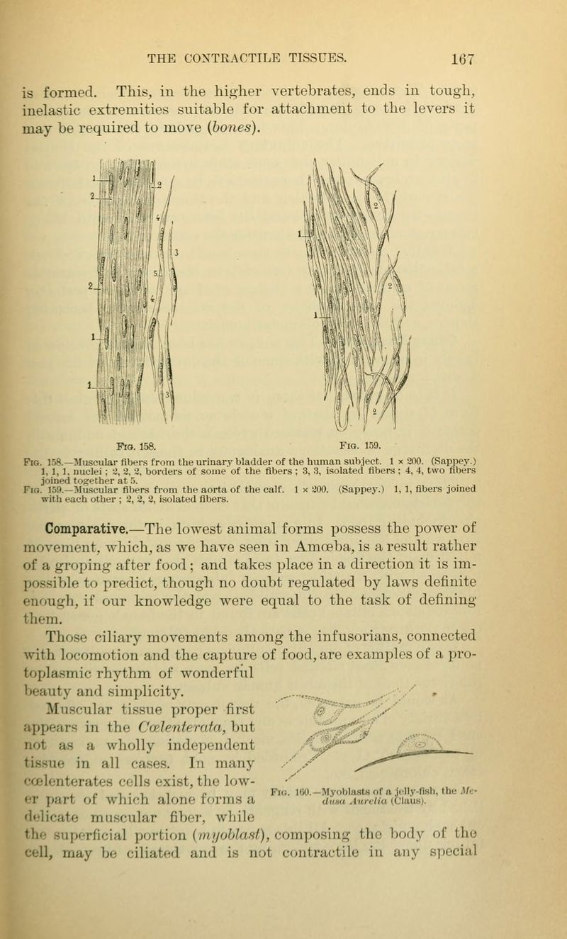 is formed. This, in the higher vertebrates, ends in tough, inelastic extremities suitable for attachment to the levers it may be required to move (bones). Fio. 158. Fig. 159. Fig. 1.58.—Muscular fibers from the urinary bladder of the human subject. 1 x 200. (Sappey.) 1, 1,1, nuclei ; 2, 2, 2, borders of some of the fibers : 3, 3, isolated fibers ; 4, 4, two fibers joined together at 5. Fig. 1.59.—Muscular fibers from the aorta of the calf. 1 x 200. (Sappey.) 1, 1, fibers joined with each other ; 2, 2, 2, isolated fibers. Comparative.—The lowest animal forms possess the power of movement, which, as we have seen in Amoeba, is a result rather of a groping after food; and takes place in a direction it is im- possible to predict, though no doubt regulated by laws definite enough, if our knowledge were equal to the task of defining them. Those ciliary movements among the infusorians, connected with locomotion and the capture of food, are examples of a pro- toplasmic rhythm of wonderful beauty and simplicity. Muscular tissue proper first appears in the Codenteruta, but not as a wholly independent tissue in all cases. In many ffjelenterates colls exist, the low- •T part of which alone forms a delicate muscular fibei', wliilo the superficial portion (inijoblast), composing the body of the cell, may be ciliated and is not contractile in any s])ecial ■'■»=-?»».'}■ Fig. 100.—Myoblasts of a jelly-flsh, the 3/e- duHU Aurclia (Claus).