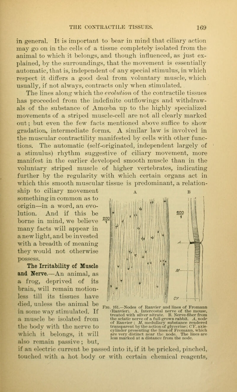 in general. It is important to bear in mind that ciliary action may go on in the cells of a tissue completely isolated from the animal to which it belongs, and though influenced, as just ex- plained, by the surroundings, that the movement is essentially automatic, that is, independent of any special stimulus, in which respect it differs a good deal from voluntary muscle, which usually, if not always, contracts only when stimulated. The lines along which the evolution of the contractile tissues has proceeded from the indefinite outflowings and withdraw- als of the substance of Amoeba up to the highly specialized movements of a striped muscle-cell are not all clearly marked out; but even the few facts mentioned above suffice to show gradation, intermediate forms. A similar law is involved in the muscular contractility manifested by cells with other func- tions. The automatic (self-originated, independent largely of a stimulus) rhythm suggestive of ciliary movement, more manifest in the earlier developed smooth muscle than in the voluntary striped muscle of higher vertebrates, indicating further by the regularity with which certain organs act in which this smooth muscular tissue is predominant, a relation- ship to ciliary movement something in common as to origin—in a word, an evo- lution. And if this be borne in mind, we believe many facts will appear in a new light, and be invested with a breadth of meaning they would not otherwise possess. The Irritability of Muscle and Nerve.—An animal, as a frog, deprived of its brain, will remain motion- less till its tissues have died, unless the animal be in some way stimulated. If a muscle be isolated from the body with the nerve to which it belongs, it will also remain passive; but, if an electric current be passed into it, if it be pricked, pinched, touched with a liot l>ody or with certain chemical reagents. Fig. 101.—Nodes of Ranvier and lines of Froniann iRanvier). A. Intercostal nerve of the niinise, treated with silver nitrate. B. Nerve-fiber from the sciatic nerve of a full-ffrown rabbit. A, node of I-Janvier ; Jl/, medullary substance rendered transparent }>y the action of glycerine; C'Y. axis- cylinder presi-nting tlie lines of Fi'omaim, which are very distinct near the node. The lines are less marked at a distance from the node.