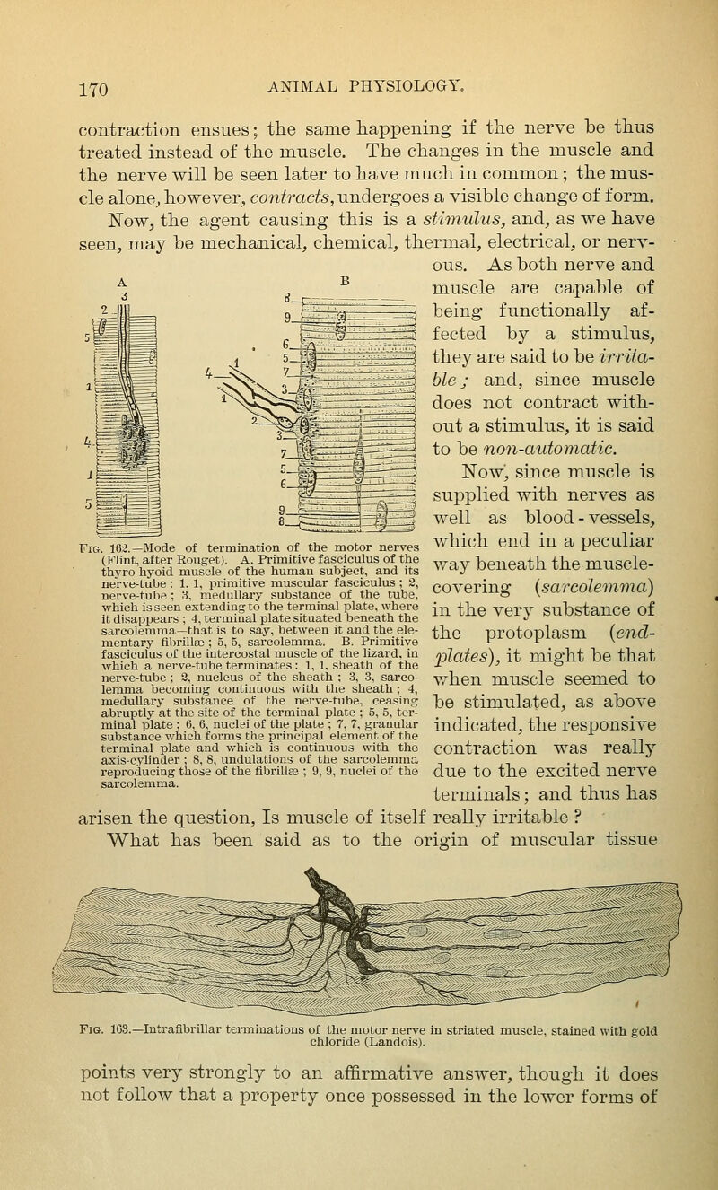 4_> contraction ensues; the same happening if the nerve be thus treated instead of the muscle. The changes in the muscle and the nerve will be seen later to have much in common; the mus- cle alone^ however, contracts, und ergoes a visible change of form. Now, the agent causing this is a stimulus, and, as we have seen, may be mechanical, chemical, thermal, electrical, or nerv- ous. As both nerve and muscle are capable of being functionally af- fected by a stimulus, they are said to be irrita- hle; and, since muscle does not contract with- out a stimulus, it is said to be non-automatic. Now, since muscle is supplied with nerves as well as blood - vessels, which end in a peculiar way beneath the muscle- covering {sarcolemma) which is seen extending to the terminal plate, where ■;■,-, -Htp vpvv ^mlisstflnr.p of it disappears ; 4, termiSal plate situated beneath the ^^ ^^^ ^^^ ^ ^^^ UStanoe Oi the protoplasm (end- plates), it might be that when muscle seemed to be stimulated, as above indicated, the responsive contraction was really due to the excited nerve terminals; and thus has arisen the question. Is muscle of itself really irritable ? What has been said as to the origin of muscular tissue Fig. 163.—Mode of termination of the motor nerves (Flint, after Rouget). A. Primitive fasciculus of the thyrohyoid muscle of the human subject, and its nerve-tube: 1, 1, primitive muscular fasciculus ; 2, nerve-tube ; 3, medullary substance of the tube, sarcolemma—that is to say, between it and the ele- mentary flbrillee ; 5, 5, sarcolemma. B. Primitive fasciculus of the intercostal muscle of the lizard, in which a nerve-tube terminates : 1, 1, sheath of the nerve-tube ; 2, nucleus of the sheath ; 3, 3, sarco- lemma becoming continuous with the sheath ; 4, medullary substance of the nerve-tube, ceasing abruptly at the site of the terminal plate ; 5, 5, ter- minal plate ; 6, 6, nuclei of the plate ; 7, 7, granular substance which forms the principal element of the terminal plate and which is continuous with the axis-cylinder ; 8, 8, undulations of the sarcolemma reproducing those of the fibrillae ; 9, 9, nuclei of the sarcolemma. Fig. 163.—Intraflbrillar terminations of the motor nerve in striated muscle, stained with gold chloride (Landois). points very strongly to an affirmative answer, though it does not follow that a property once possessed in the lower forms of