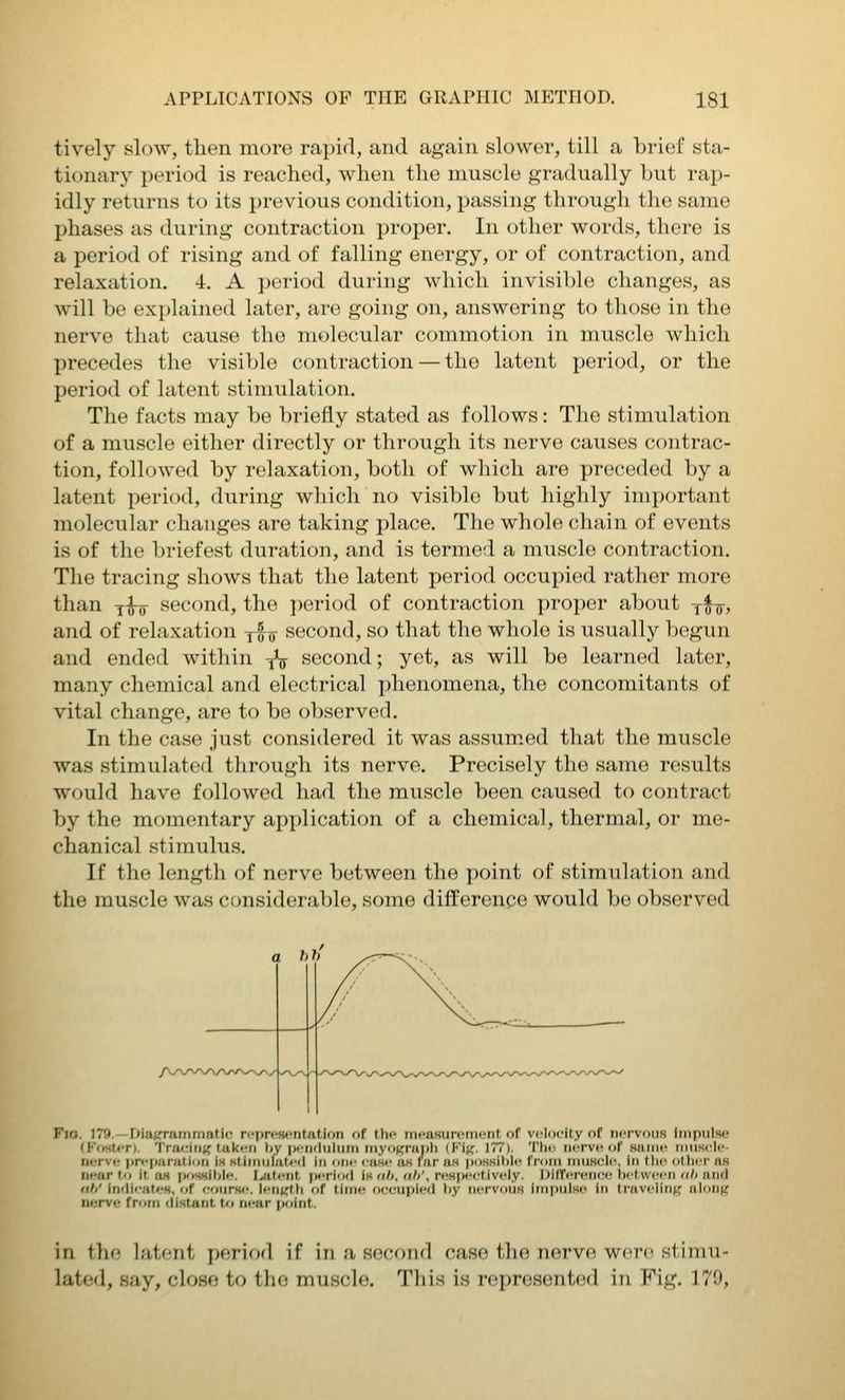 tively slow, then more rapid, and again slower, till a brief sta- tionary period is reached, when the muscle gradually hut rap- idly returns to its previous condition, passing through the same phases as during contraction proper. In other words, there is a period of rising and of falling energy, or of contraction, and relaxation. 4. A period during which invisihle changes, as will be explained later, are going on, answering to those in the nerve that cause the molecular commotion in muscle which precedes the visible contraction — the latent period, or the period of latent stimulation. The facts may be briefly stated as follows: The stimulation of a muscle either directly or through its nerve causes contrac- tion, followed by relaxation, both of which are preceded by a latent period, during which no visible but highly important molecular changes are taking place. The whole chain of events is of the briefest duration, and is termed a muscle contraction. The tracing shows that the latent period occupied rather more than y-jT5- second, the period of contraction proper about yfg-, and of relaxation jIj) second, so that the whole is usually begun and ended within ^ second; yet, as will be learned later, many chemical and electrical phenomena, the concomitants of vital change, are to be observed. In the case just considered it was assum.ed that the muscle was stimulated through its nerve. Precisely the same results would have followed had the muscle been caused to contract by the momentary apx)lication of a chemical, thermal, or me- chanical stimulus. If the length of nerve between the point of stimulation and the muscle was considerable, some difference would be observed Fio. 17ft.—HiaCT'arnmafic representation of the measurement of velocity of nervous Impulse (h'osUT). 'i'ra<;inK tal<en l»y pendulum myop;rui)li (FiK- 177). Tlie. nerve of same muscle- nerve jireparalion is stimulat/t-d in oni- <'ase us f^ar as jjossible from nuiHcl(% in the other as near to it as iH)SKible. Latent period is ah. nh', respectively. Difference between iih and till' inilicaN's, of coursf'. lenjfth of time occupied by nervous impulse in traveling alon« ni;rve from tlistant to near point. in the latent perifjd if in a second case the nerve wcjrt; stimu- lated, say, close to the muscle. This is represented in Fig. 179,