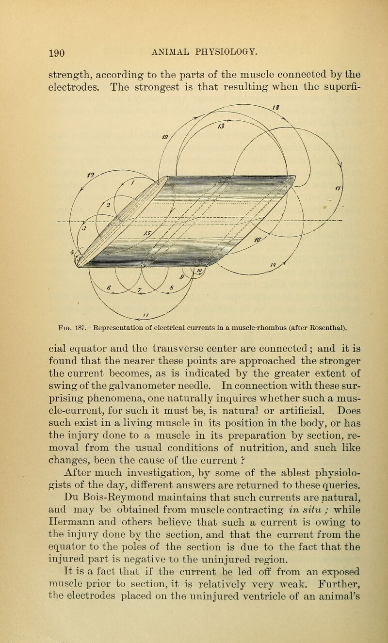 strength, according to the parts of the muscle connected by the electrodes. The strongest is that resulting when the superfi- FiG. 187.—Representation of electrical currents in a muscle-rhombus (after Rosenthal). cial equator and the transverse center are connected ; and it is found that the nearer these points are approached the stronger the current becomes, as is indicated by the greater extent of swing of the galvanometer needle. In connection with these sur- prising phenomena, one naturally inquires whether such a mus- cle-current, for such it must be, is natural or artificial. Does such exist in a living muscle in its position in the body, or has the injury done to a muscle in its preparation by section, re- moval from the usual conditions of nutrition, and such like changes, been the cause of the current ? After much investigation, by some of the ablest physiolo- gists of the day, different answers are returned to these queries. Du Bois-Reymond maintains that such currents are natural, and may be obtained from muscle contracting in situ ; while Hermann and others believe that such a current is owing to the injury done by the section, and that the current from the equator to the poles of the section is due to the fact that the injured part is negative to the uninjured region. It is a fact that if the current be led off from an exposed muscle prior to section, it is relatively very weak. Further, the electrodes placed on the uninjured ventricle of an animal's