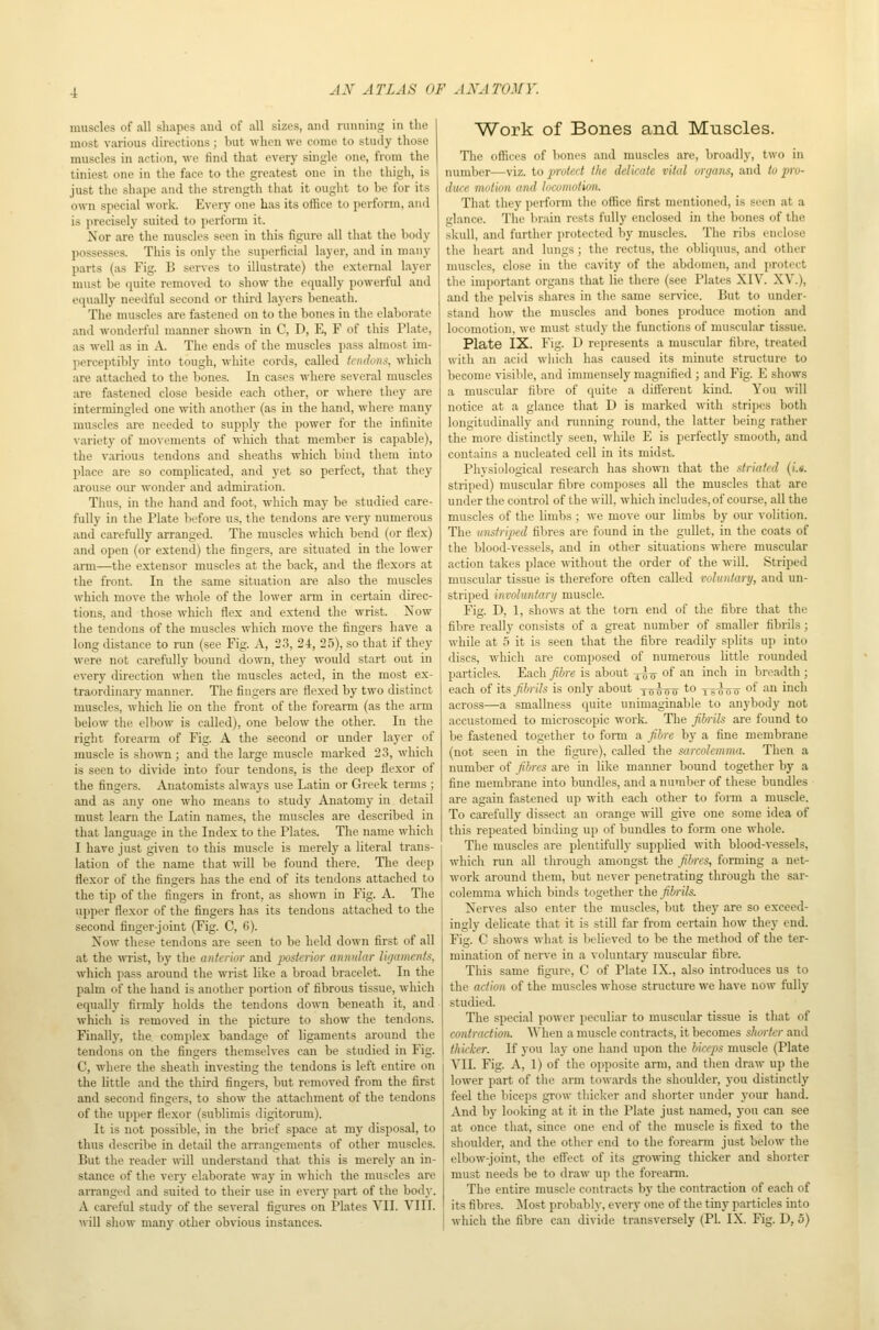 muscles of all shapes and of all sizes, and running in the most various directions ; but when we come to study those muscles in action, we find that every single one, from the tiniest one in the face to the greatest one in the thigh, is just the shape and the strength that it ought to be for its own special work. Every one Las its office to perform, and is precisely suited to perform it. Nor are the muscles seen in this figure all that the l.)ody possesses. This is only the superficial layer, and in many parts (as Fig. B serves to illustrate) the external layer must be quite removed to show the equally powerful and equally needful second or third layers beneath. The muscles are fastened on to the bones in the elaborate and wonderful manner shown in C, D, E, F of this Plate, as well as in A. The ends of the muscles pass almost im- perceptibly into tough, white cords, called tendons, which are attached to the bones. In cases where several muscles are fastened close beside each other, or where they are intermingled one with another (as in the hand, where many muscles are needed to supply the power for the infinite variety of movements of which that meml.ier is capable), the various tendons and sheaths which bind them into place are so complicated, and yet so perfect, that they arouse our wonder and admii'ation. Thus, in the hand and foot, which may be studied care- fully in the Plate before us, the tendons are very numerous and carefully arranged. The muscles which bend (or flex) and open (or extend) the fingers, are situated in the lower arm—the extensor muscles at the back, and the flexors at the front. In the same situation are also the muscles which move the whole of the lower arm in certain direc- tions, and those which flex and extend the wrist. Now the tendons of the muscles which move the fingers have a long distance to run (see Fig. A, 23, 2 i, 25), so that if they were not carefully bound down, they would start out in every direction when the muscles acted, in the most ex- traordinary manner. The fingers are flexed by two distinct muscles, which lie on the front of the forearm (as the aim below the elbow is called), one below the other. In the right forearm of Fig. A the second or under layer of muscle is shown ; and the large muscle marked 23, which is seen to di-sdde into four tendons, is the deep flexor of the fingers. Anatomists always use Latin or Greek terms ; and as any one who means to study Anatomy in detail must learn the Latin names, the muscles are described in that language in the Index to the Plates. The name which I have just given to this muscle is merely a literal trans- lation of the name that will be found there. The deep flexor of the fingers has the end of its tendons attached to the tip of the fingers in front, as shown in Fig. A. The upper flexor of the fingers has its tendons attached to the second finger-joint (Fig. C, 6). Now these tendons are seen to be held down first of all at the wrist, by the anterior and posterior annular ligaments, which pass around the wrist like a broad bracelet. In the palm of the hand is another portion of fibrous tissue, which equally firmly holds the tendons down beneath it, and which is removed in the picture to show the tendons. Finally, the. complex bandage of ligaments around the tendons on the fingers themselves can be studied in Fig. C, where the sheath investing the tendons is left entire on the Uttle and the third fingers, but removed from the first and second fingers, to show the attachment of the tendons of the upper flexor (sublimis digitorum). It is not possible, in the brief space at my disposal, to thus describe in detail the arrangements of other muscles. But the reader will understand that this is merely an in- stance of the ver}- elaborate way in which the muscles are arranged and suited to their use in every part of the body. A careful study of the several figures on Plates VII. VIII. Work of Bones and Muscles. The offices of bones and muscles are, broadly, two in number—viz. to jyroied the delicate vital organs, and to pro- duce motion and locomotion. That they perform the office first mentioned, is seen at a glance. Tlie brain rests fully enclosed in the bones of the skull, and further protected by muscles. The ribs enclose the heart and lungs; the rectus, the obliquus, and other muscles, close in the cavity of the abdomen, and protect the important organs that lie there (see Plates XIV. XV.), and the pehas shares in the same service. But to under- stand how the muscles and bones produce motion and locomotion, we must study the functions of muscular tissue. Plate IX. Fig. D represents a muscular fibre, treated with an acid which has caused its minute structure to become visible, and immensely magnified ; and Fig. E shows a muscular fibre of quite a ditterent kind. You will notice at a glance that D is marked with stripes both longitudinally and running round, the latter being rather the more distinctly seen, while E is perfectly smooth, and contains a nucleated cell in its midst. Physiological research has shown that the striated (/.«. striped) muscular fibre composes all the muscles that are under the control of the will, which includes, of course, all the muscles of the limbs ; we move our limbs by our volition. The unstriped fibres are found in the gullet, in the coats of the blood-vessels, and in other situations where muscular action takes place without the order of the will. Striped muscular tissue is therefore often called roluntary, and un- striped involuntary muscle. Fig. D, 1, shows at the torn end of the fibre that the fibre really consists of a great number of smaller fibrils ; while at 5 it is seen that the fibre readily splits up into discs, which are composed of numerous little rounded particles. Each fibre is about ^-g- of an inch in breadth ; each of its fibrils is only about tttwo to x^luo o^ ''^■^ i*^!* across—a smallness cjuite unimaginable to anybody not accustomed to microscopic work. The fibrils are found to be fastened together to form a fibre by a fine membrane (not seen in the figure), called the sarcolemma. Then a number of fibres are in like manner bound together by a fine membrane into bundles, and a number of these bundles are again fastened up with each other to form a muscle. To carefully dissect an orange will give one some idea of this repeated binding up of bundles to form one whole. The muscles are plentifully supplied with blood-vessels, which run aU through amongst the fibres, forming a net- work around them, but never penetrating through the sar- colemma which binds together the fibrils. Nerves also enter the nniscles, but they are so exceed- ingly delicate that it is still far from certain how they end. Fig. C shows what is lielieved to be the method of the ter- mination of nerve in a voluntary muscular fibre. This same figure, C of Plate IX., also introduces us to the action of the muscles whose structure we have now fully studied. The special power peculiar to muscular tissue is that of contraction. AVhen a muscle contracts, it becomes shorter and thicker. If you lay one hand upon the biceps muscle (Plate VII. Fig. A, 1) of the opposite arm, and then draw up the lower part of the arm towards the shoulder, you distinctly feel the biceps grow thicker and shorter under your hand. And by looking at it in the Plate just named, you can see at once that, since one end of the muscle is fixed to the shoulder, and the other end to the forearm just below the elbow-joint, the efi'ect of its growing thicker and shorter must needs be to draw up the forearm. The entire muscle contracts by the contraction of each of its fibres. ]\Iost probably, every one of the tiny particles into