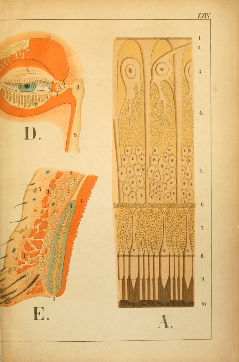 XXIV D. ^^^^^^ik^^m 6. 10 A.