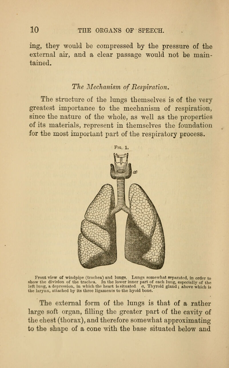 ing, they would be compressed by the pressure of the external air, and a clear passage would not be main- tained. The Mechanism of Respiration, The structure of the lungs themselves is of the very greatest importance to the mechanism of respiration, since the nature of the whole, as well as the properties of its materials, represent in themselves the foundation for the most important part of the respiratory process. Fig. 1. Front view of windpipe (trachea) and lungs. Lungs somewhat separated, in order to show the division of the trachea. In the lower inner part of each lung, especially of the left lung, a depression, in which the heart is situated a, Thyroid gland; above which is the larynx, attached by its three ligaments to the hyoid bone. The external form of the lungs is that of a rather large soft organ, rilling the greater part of the cavity of the chest (thorax), and therefore somewhat approximating to the shape of a cone with the base situated below and