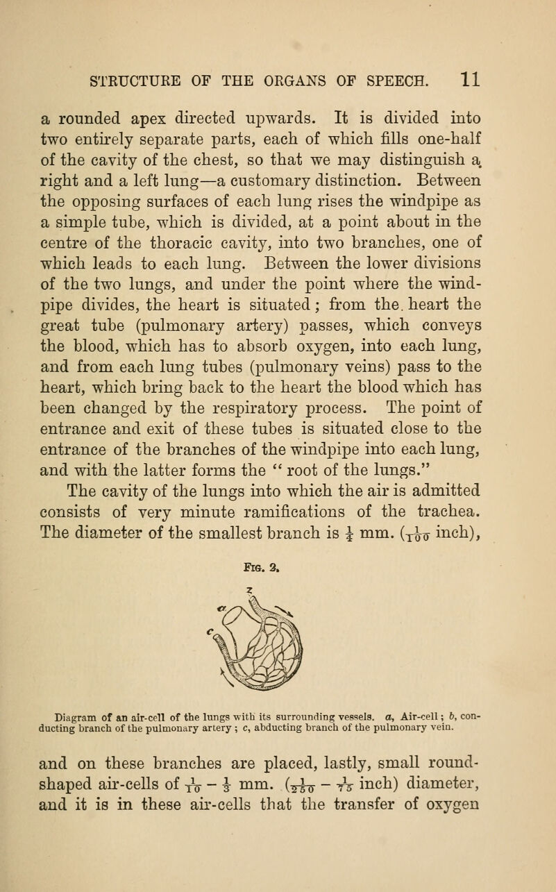 a rounded apex directed upwards. It is divided into two entirely separate parts, each of which fills one-half of the cavity of the chest, so that we may distinguish a. right and a left lung—a customary distinction. Between the opposing surfaces of each lung rises the windpipe as a simple tube, which is divided, at a point about in the centre of the thoracic cavity, into two branches, one of which leads to each lung. Between the lower divisions of the two lungs, and under the point where the wind- pipe divides, the heart is situated; from the. heart the great tube (pulmonary artery) passes, which conveys the blood, which has to absorb oxygen, into each lung, and from each lung tubes (pulmonary veins) pass to the heart, which bring back to the heart the blood which has been changed by the respiratory process. The point of entrance and exit of these tubes is situated close to the entrance of the branches of the windpipe into each lung, and with the latter forms the  root of the lungs. The cavity of the lungs into which the air is admitted consists of very minute ramifications of the trachea. The diameter of the smallest branch is J mm. (T^ inch), Diagram of an air-cell of the lungs with its surrounding vessels, a, Air-cell; b, con- ducting branch of the pulmonary artery ; c, abducting branch of the pulmonary vein. and on these branches are placed, lastly, small round- shaped air-cells of TV - j- mm. {-^ - tV inch) diameter, and it is in these air-cells that the transfer of oxygen