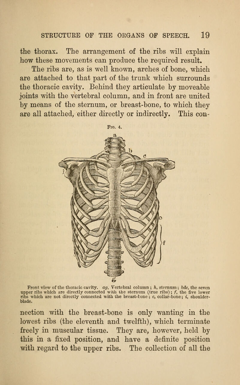 the thorax. The arrangement of the ribs ^vill explain how these movements can produce the required result. The ribs are, as is well known, arches of bone, which are attached to that part of the trunk which surrounds the thoracic cavity. Behind they articulate by moveable joints with the vertebral column, and in front are united by means of the sternum, or breast-bone, to which they are all attached, either directly or indirectly. This con- Front view of the thoracic cavity, ag, Vertebral column ; h, sternum ; bde, the seven upper ribs which are directly connected with the sternum (true ribs); /, the five lower ribs which are not directly connected with the breast-tone ; c, collar-bone; i, shoulder- blade. nection with the breast-bone is only wanting in the lowest ribs (the eleventh and twelfth), which terminate freely in muscular tissue. They are, however, held by this in a fixed position, and have a definite position with regard to the upper ribs. The collection of all the