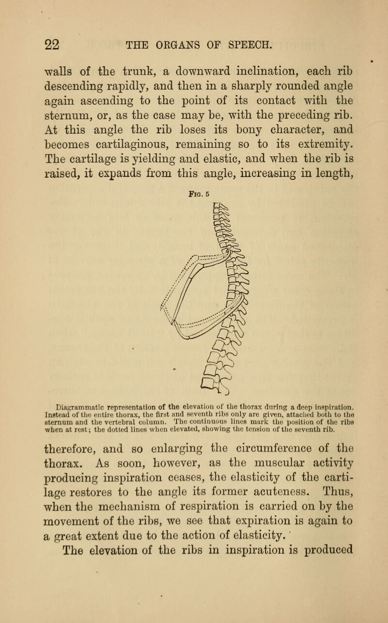 walls of the trunk, a downward inclination, each rib descending rapidly, and then in a sharply rounded angle again ascending to the point of its contact with the sternum, or, as the case may be, with the preceding rib. At this angle the rib loses its bony character, and becomes cartilaginous, remaining so to its extremity. The cartilage is yielding and elastic, and when the rib is raised, it expands from this angle, increasing in length, Diagrammatic representation of the elevation of the thorax during a deep inspiration. Instead of the entire thorax, the first and seventh ribs only are given, attached both to the sternum and the vertebral column. The continuous lines mark the position of the ribs when at rest; the dotted lines when elevated, showing the tension of the seventh rib. therefore, and so enlarging the circumference of the thorax. As soon, however, as the muscular activity producing inspiration ceases, the elasticity of the carti- lage restores to the angle its former acuteness. Thus, when the mechanism of respiration is carried on by the movement of the ribs, we see that expiration is again to a great extent due to the action of elasticity.' The elevation of the ribs in inspiration is produced