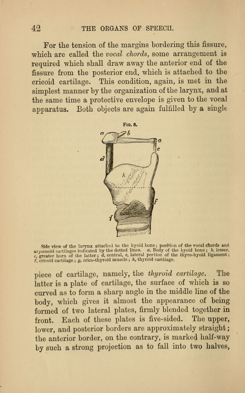 For the tension of the margins bordering this fissure, which are called the vocal chords, some arrangement is required which shall draw away the anterior end of the fissure from the posterior end, which is attached to the cricoid cartilage. This condition, again, is met in the simplest manner by the organization of the larynx, and at the same time a protective envelope is given to the vocal apparatus. Both objects are again fulfilled by a single Side view of the larynx attached to the hyoid bone; position of the vocal chords and arytenoid cartilages indicated by the dotted lines, a. Body of the liyoid bone ; b, lesser, c, greater horn of the latter; d, central, e, lateral portion of the thyro-hyoid ligament; f, cricoid cartilage ; g, crico-thyroid muscle ; h, thyroid cartilage. piece of cartilage, namely, the thyroid cartilage. The latter is a plate of cartilage, the surface of which is so curved as to form a sharp angle in the middle line of the body, which gives it almost the appearance of being formed of two lateral plates, firmly blended together in front. Each of these plates is five-sided. The upper, lower, and posterior borders are approximately straight; the anterior border, on the contrary, is marked half-way by such a strong projection as to fall into two halves,