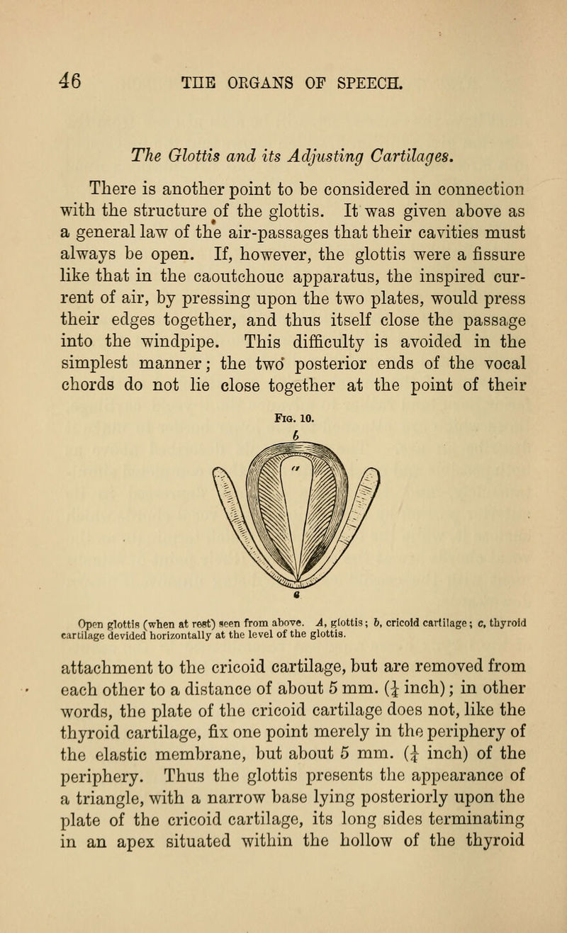 The Glottis and its Adjusting Cartilages, There is another point to be considered in connection with the structure of the glottis. It was given above as a general law of the air-passages that their cavities must always be open. If, however, the glottis were a fissure like that in the caoutchouc apparatus, the inspired cur- rent of air, by pressing upon the two plates, would press their edges together, and thus itself close the passage into the windpipe. This difficulty is avoided in the simplest manner; the two* posterior ends of the vocal chords do not lie close together at the point of their Open glottis (when at rest) seen from above. A, glottis; b, cricoid cartilage; c, thyroid cartilage devided horizontally at the level of the glottis. attachment to the cricoid cartilage, but are removed from each other to a distance of about 5 mm. (£ inch); in other words, the plate of the cricoid cartilage does not, like the thyroid cartilage, fix one point merely in the periphery of the elastic membrane, but about 5 mm. (J- inch) of the periphery. Thus the glottis presents the appearance of a triangle, with a narrow base lying posteriorly upon the plate of the cricoid cartilage, its long sides terminating in an apex situated within the hollow of the thyroid