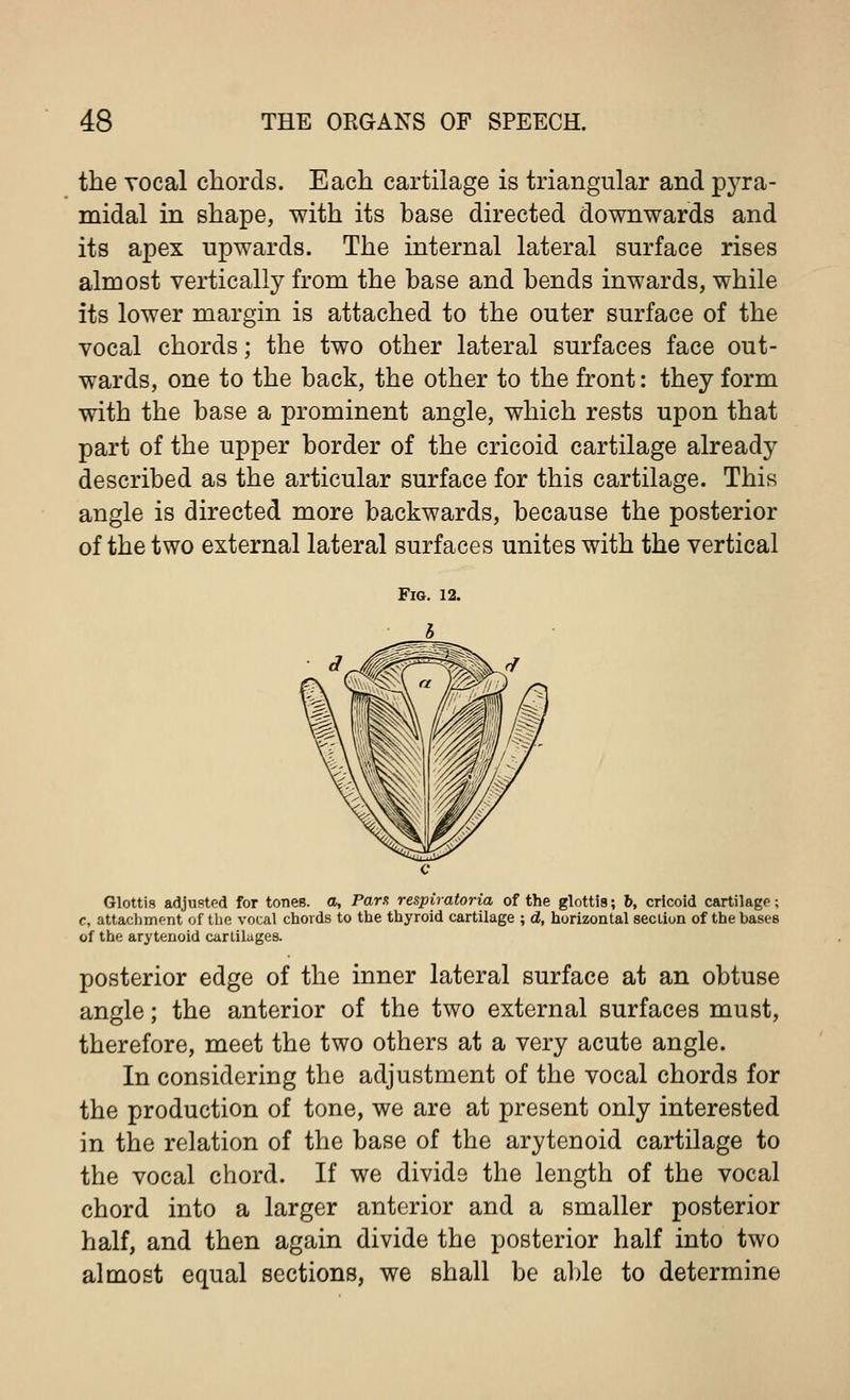 the vocal chords. Each cartilage is triangular and pyra- midal in shape, with its base directed downwards and its apex upwards. The internal lateral surface rises almost vertically from the base and bends inwards, while its lower margin is attached to the outer surface of the vocal chords; the two other lateral surfaces face out- wards, one to the back, the other to the front: they form with the base a prominent angle, which rests upon that part of the upper border of the cricoid cartilage already described as the articular surface for this cartilage. This angle is directed more backwards, because the posterior of the two external lateral surfaces unites with the vertical Glottis adjusted for tones, a, Para respiratoria of the glottis; b, cricoid cartilage; c, attachment of the vocal chords to the thyroid cartilage ; d, horizontal section of the bases of the arytenoid cartilages. posterior edge of the inner lateral surface at an obtuse angle; the anterior of the two external surfaces must, therefore, meet the two others at a very acute angle. In considering the adjustment of the vocal chords for the production of tone, we are at present only interested in the relation of the base of the arytenoid cartilage to the vocal chord. If we divide the length of the vocal chord into a larger anterior and a smaller posterior half, and then again divide the posterior half into two almost equal sections, we shall be able to determine